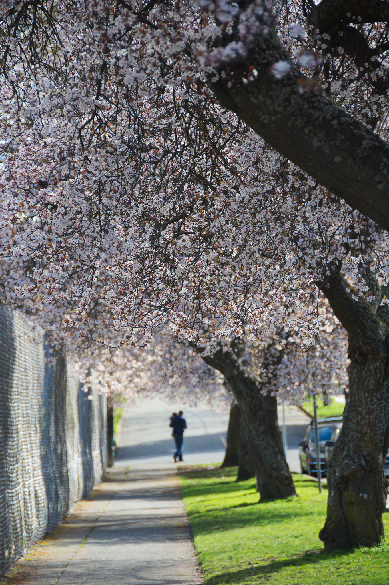 Nikon D90 sample photo. Longer days, pinker trees photography