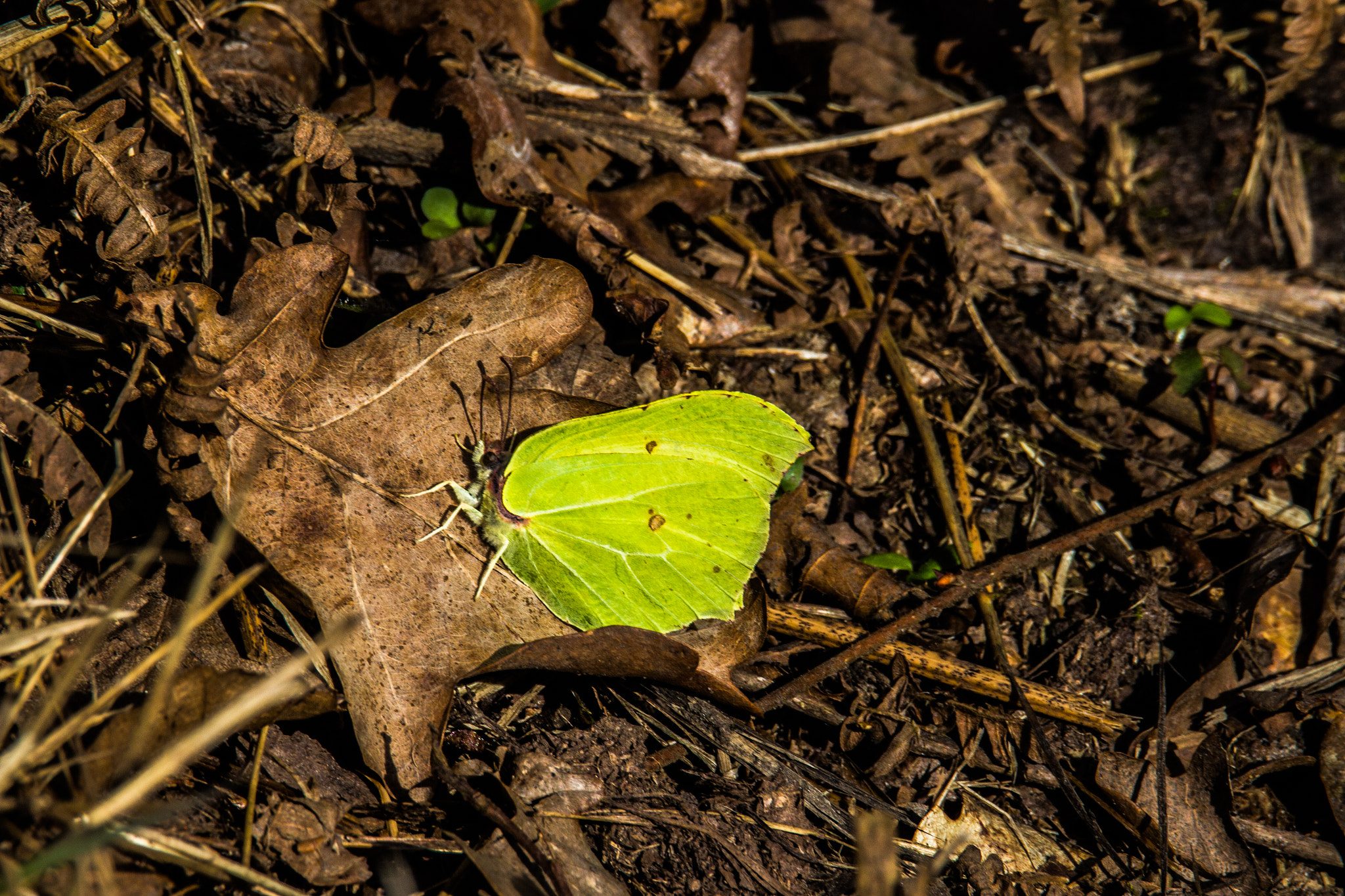 Tamron SP 150-600mm F5-6.3 Di VC USD sample photo. Yellow butterfly (gonepteryx rhamni l. ) photography