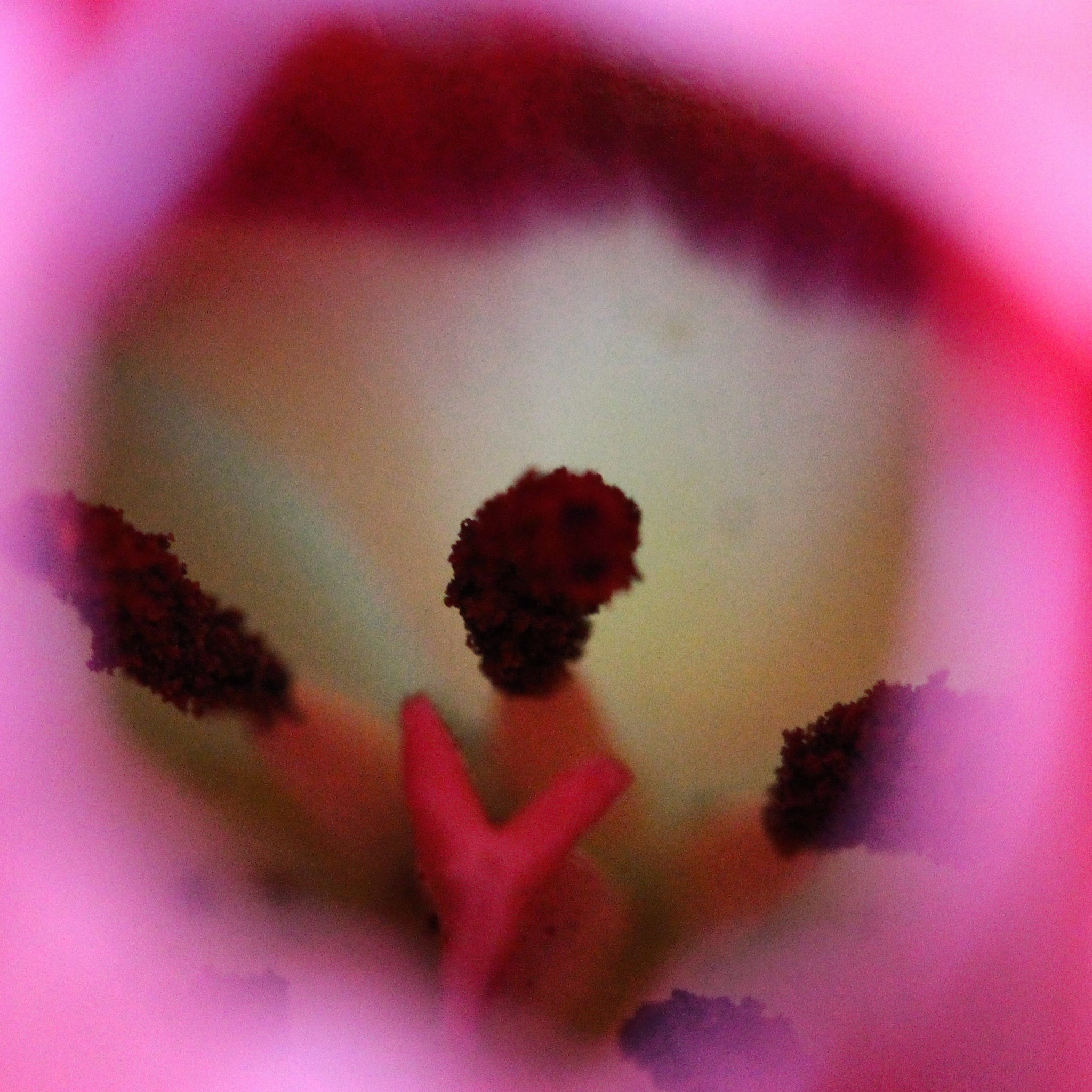 Canon EF 100mm F2.8 Macro USM sample photo. Come inside... and feel the brightest side of life photography