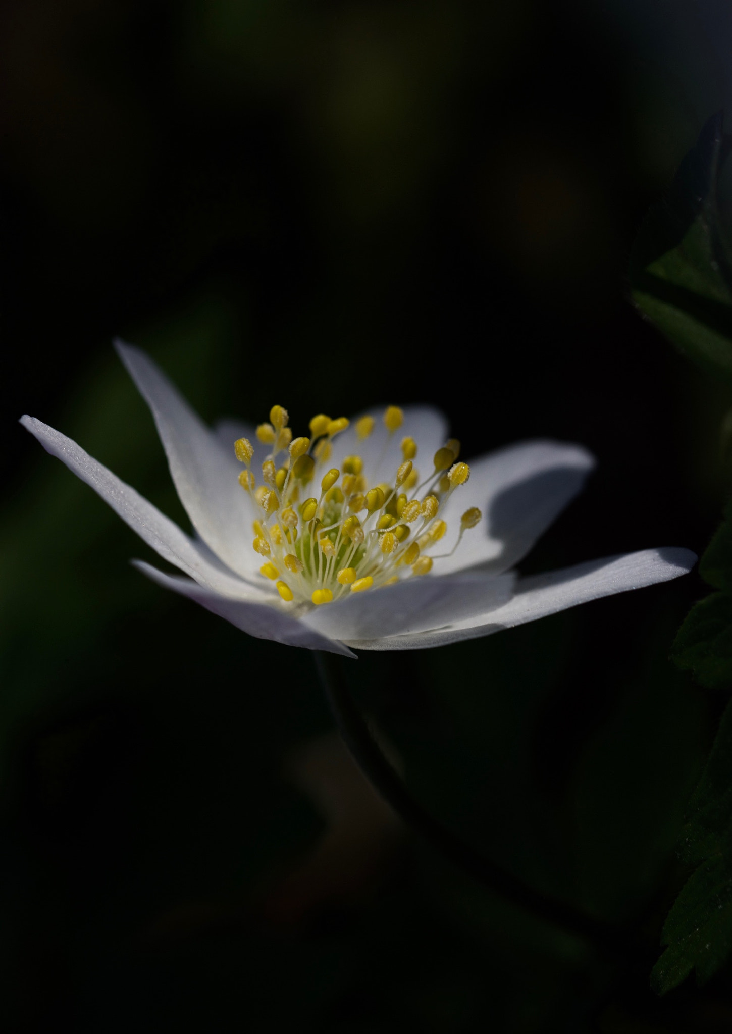 Canon EOS 650D (EOS Rebel T4i / EOS Kiss X6i) sample photo. Windflower in darkness photography
