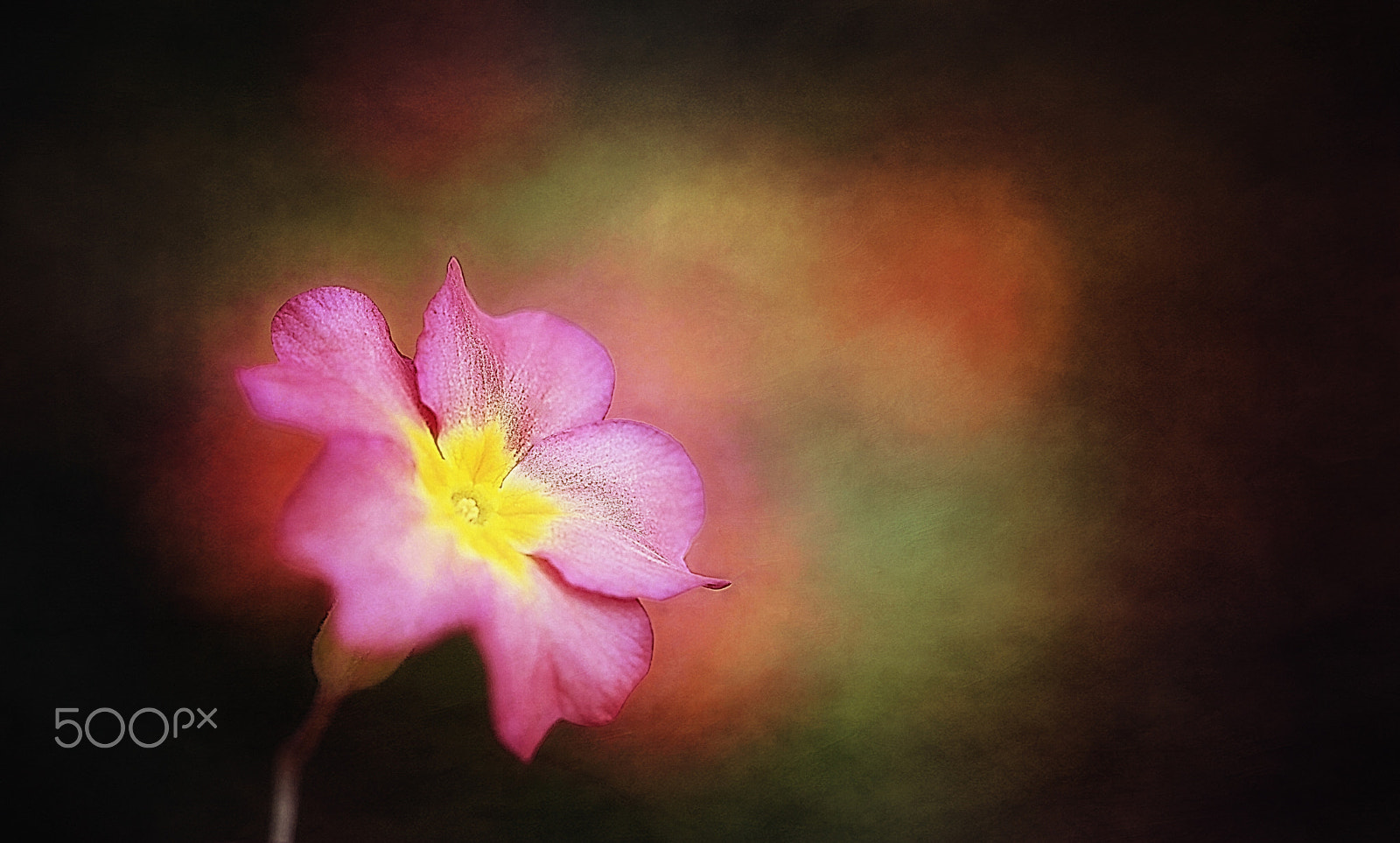 Canon EF 100mm F2.8 Macro USM sample photo. Beauty in a small world photography