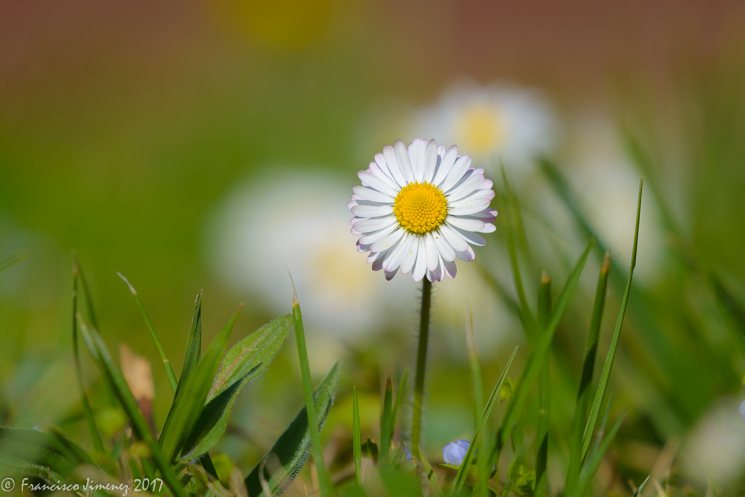Nikon AF-S Nikkor 200-500mm F5.6E ED VR sample photo. Fleur. photography