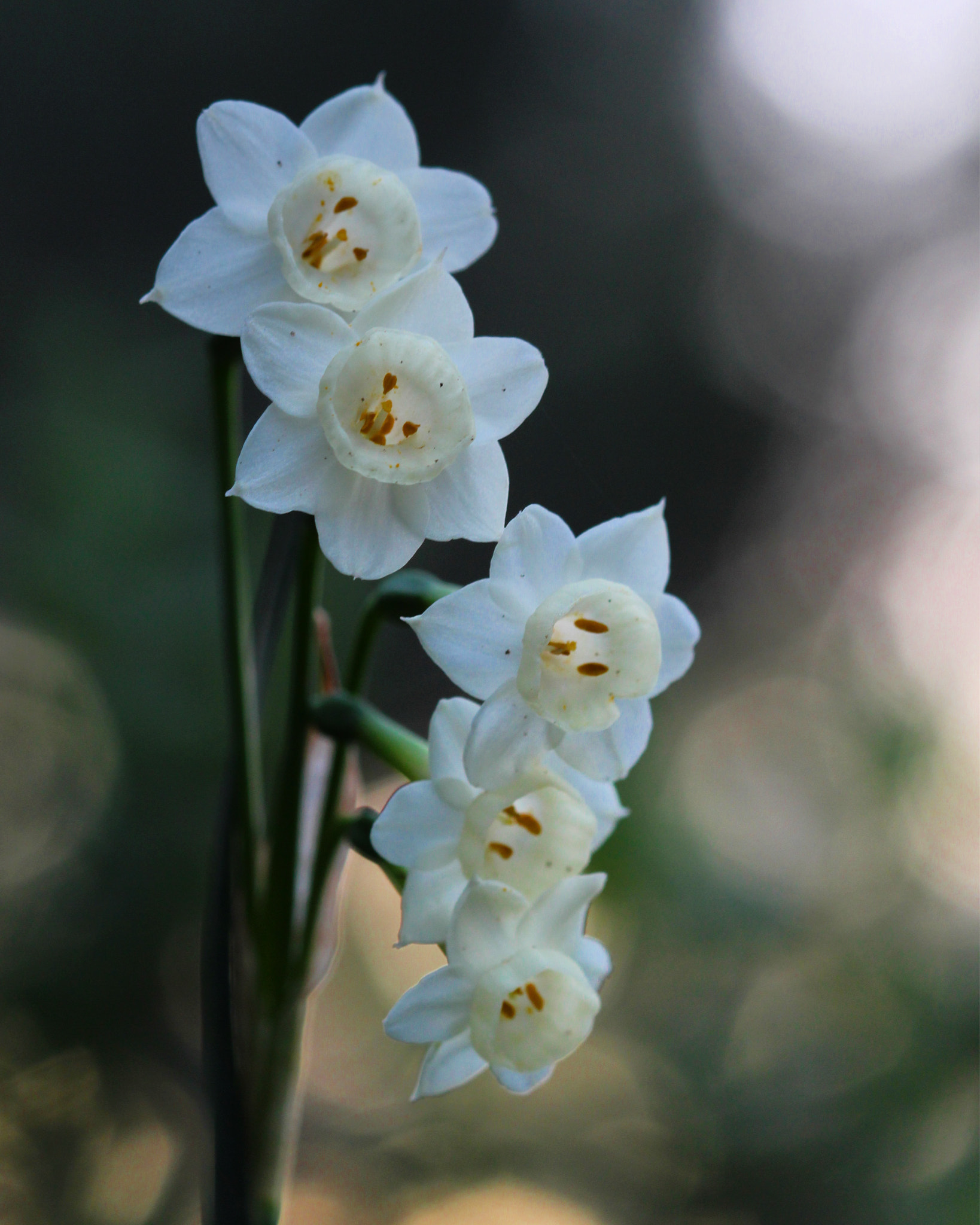 Canon EF 100mm F2.8 Macro USM sample photo. A few steps beyond the hill... photography