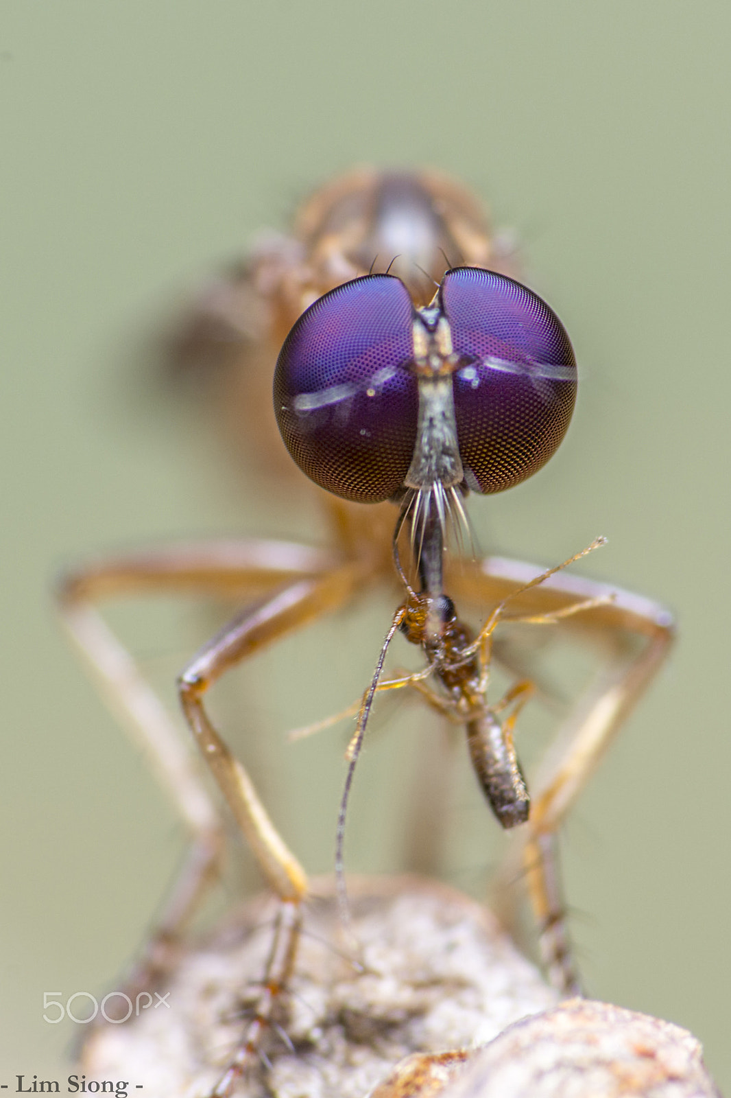 Sigma 70-300mm F4-5.6 APO DG Macro sample photo. Robber fly with prey photography