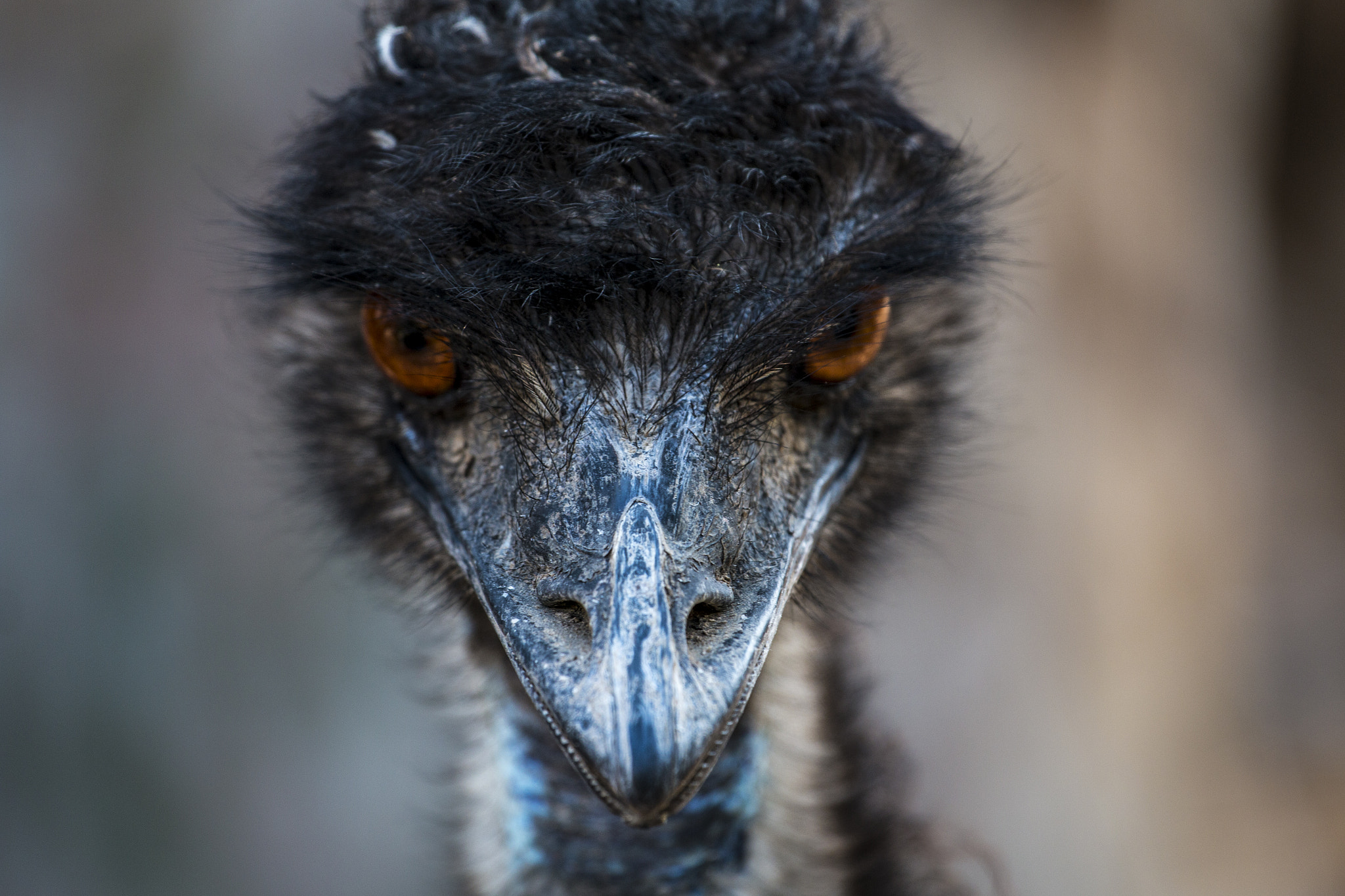 Canon EOS 70D + Canon EF 70-200mm F4L USM sample photo. Img photography