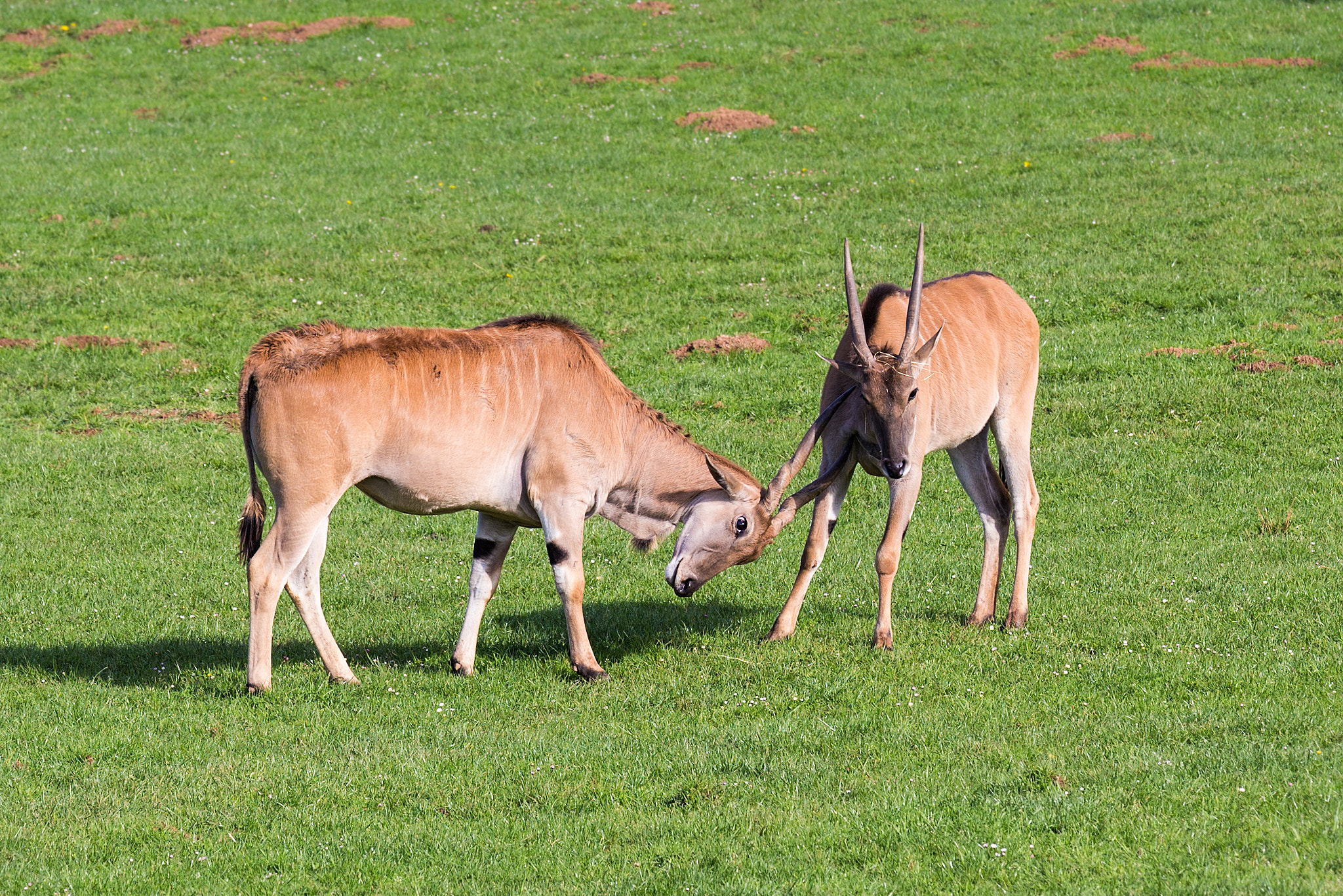 Canon EOS 6D + Canon EF 70-200mm F4L IS USM sample photo. Eland  240317-7056 photography