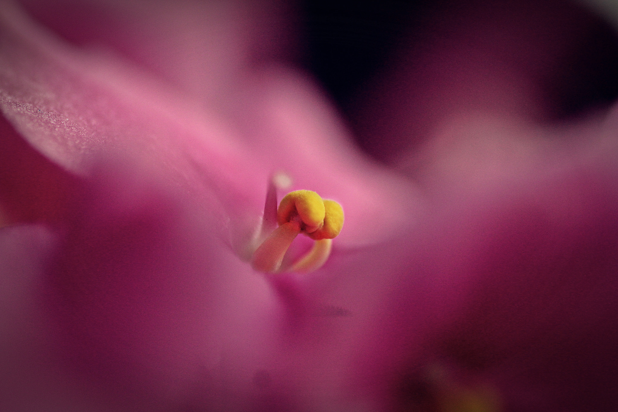 Canon EOS 60D + Tamron SP AF 90mm F2.8 Di Macro sample photo. Flower photography