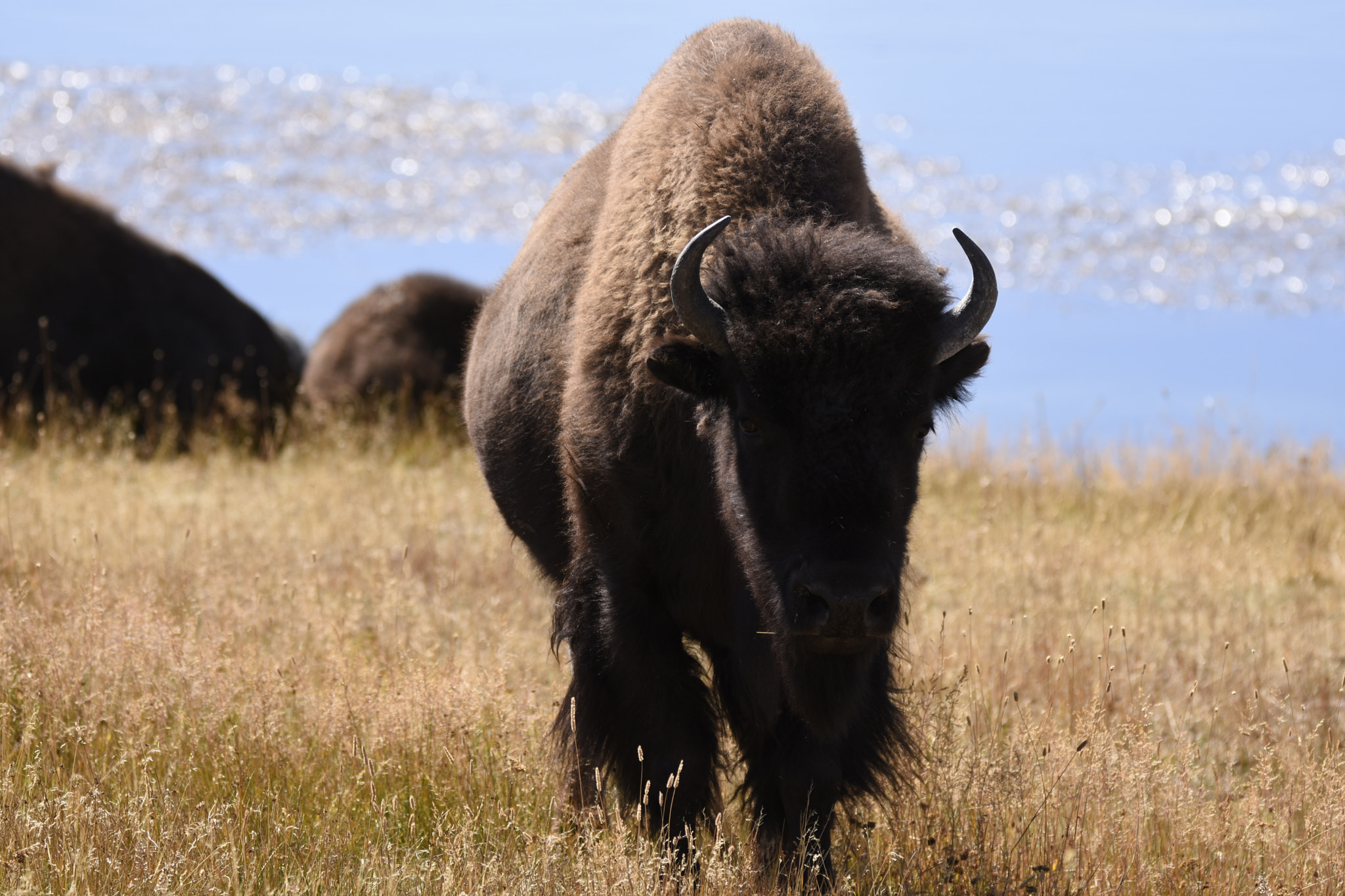 Sigma 150-600mm F5-6.3 DG OS HSM | C sample photo. A bison photography