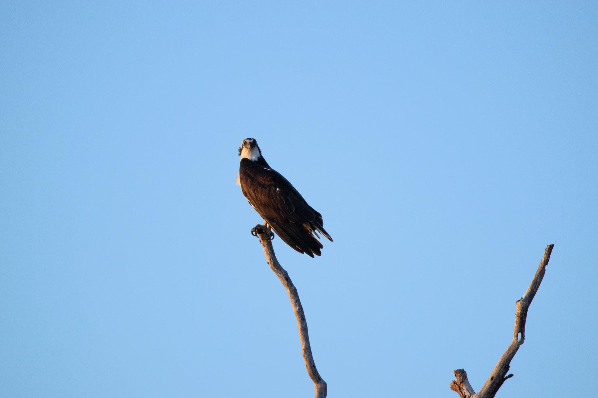 Sigma 150-600mm F5-6.3 DG OS HSM | C sample photo. Bird photography