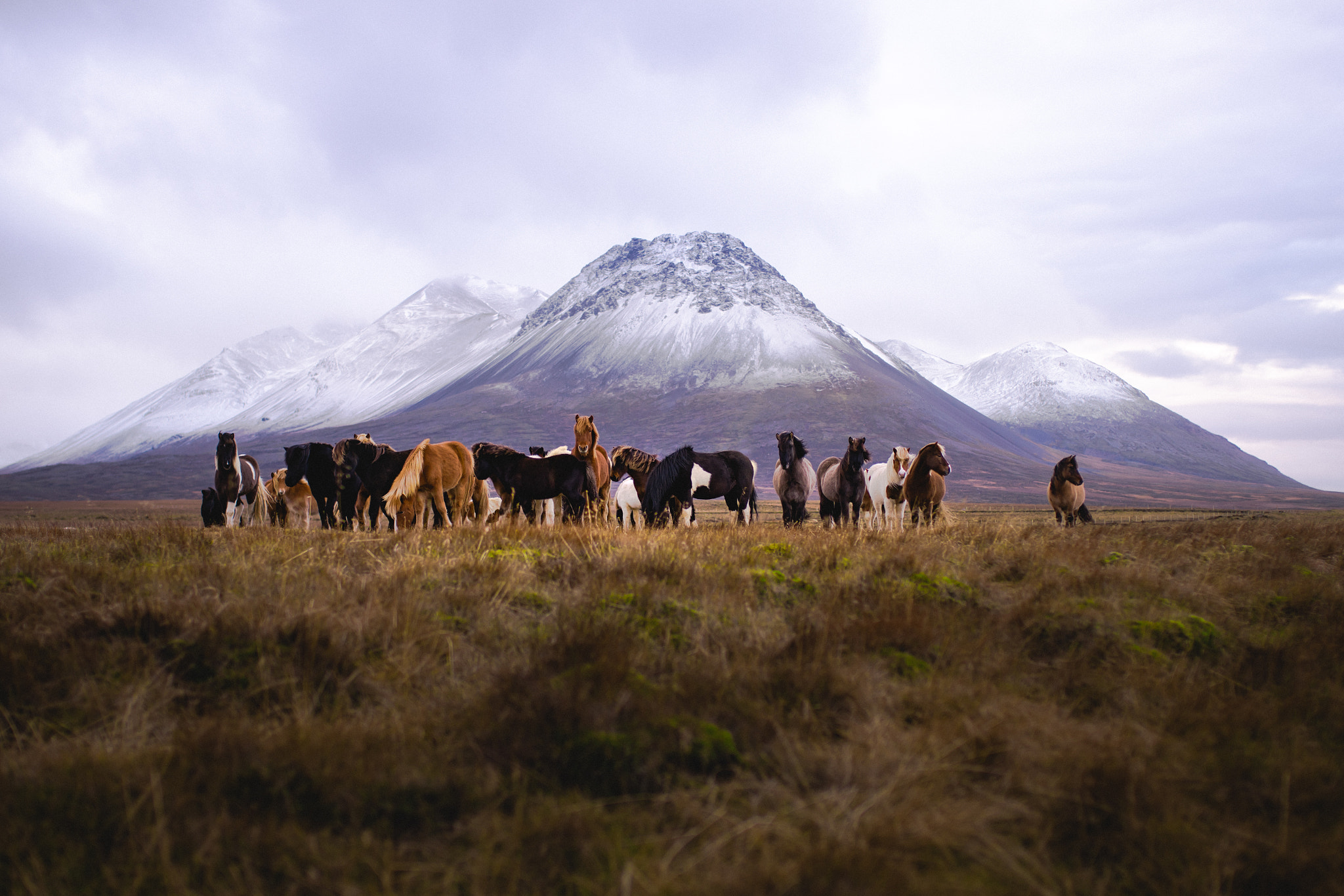 Sony a7R II + Sigma 35mm F1.4 DG HSM Art sample photo. Horses of iceland photography