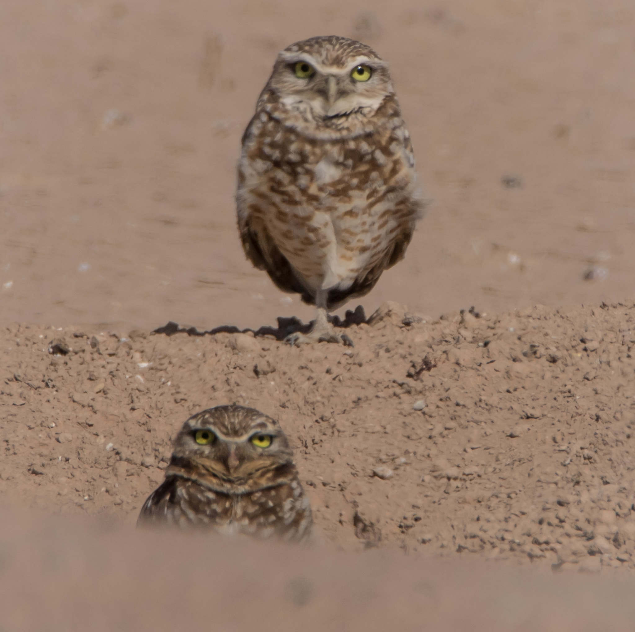Tamron SP 150-600mm F5-6.3 Di VC USD sample photo. Burrowing owls photography