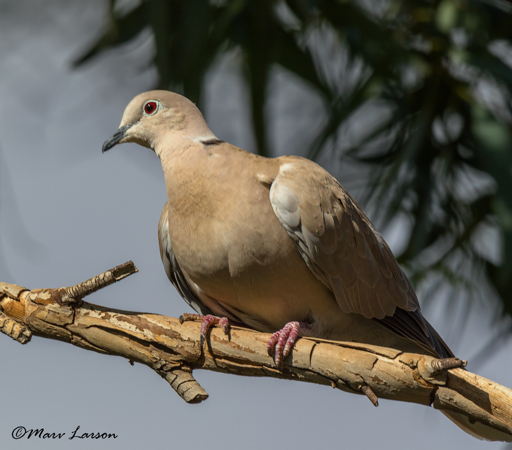 Tamron SP 150-600mm F5-6.3 Di VC USD sample photo