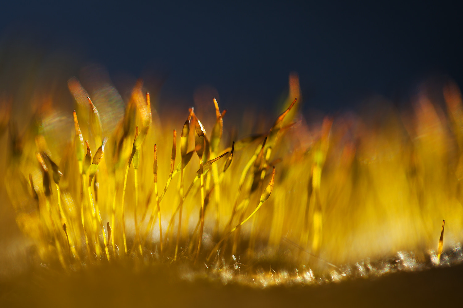 Canon EF 100mm F2.8 Macro USM sample photo. Feel the light photography