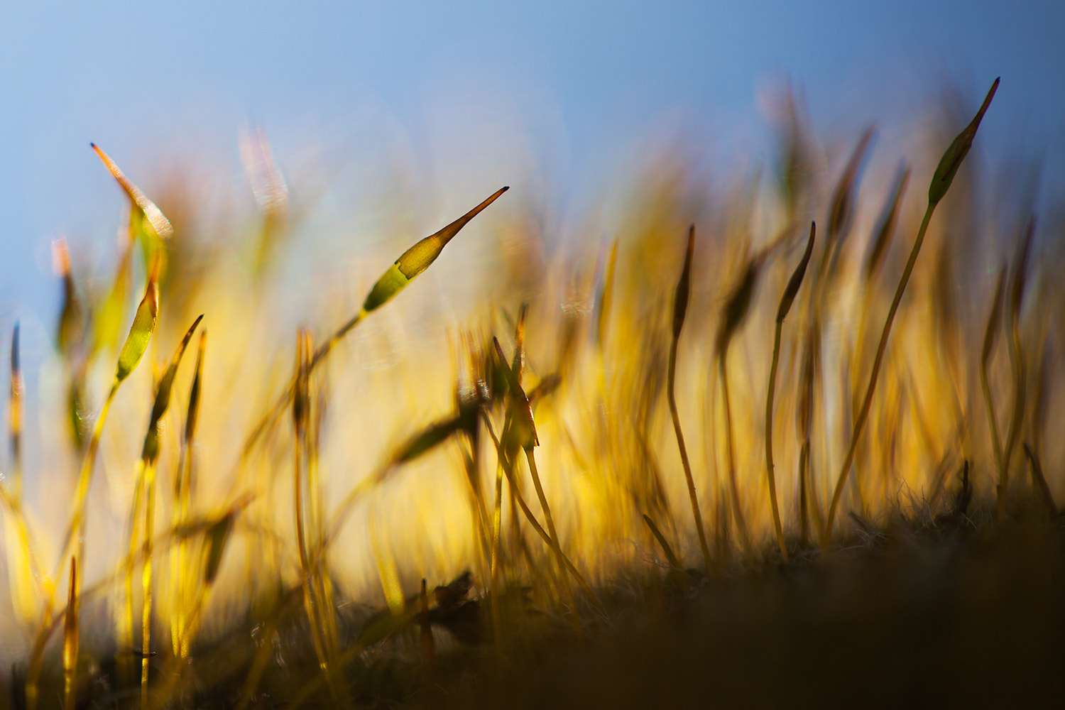 Canon EF 100mm F2.8 Macro USM sample photo. Feel the light photography