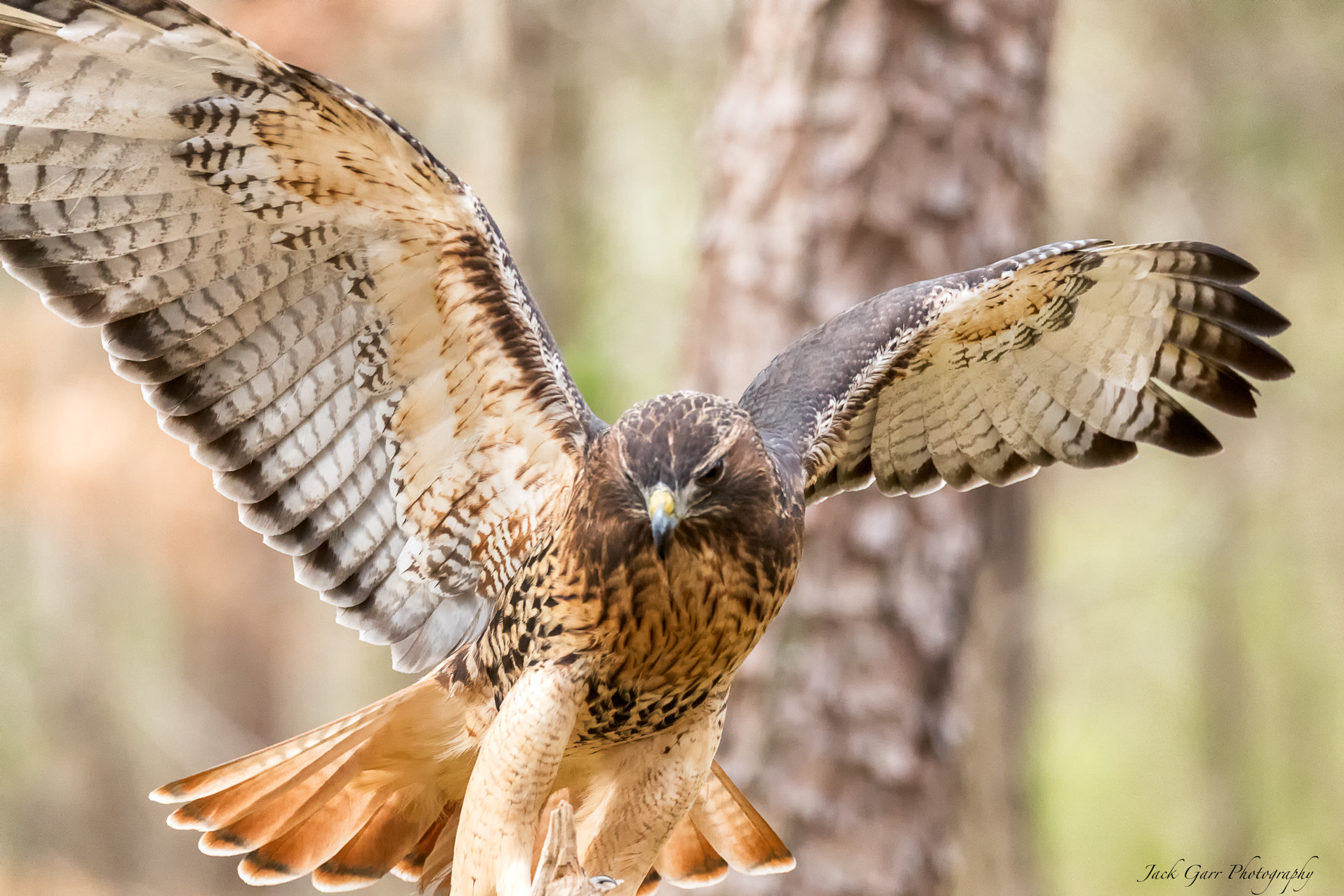 Canon EOS-1D X Mark II + 150-600mm F5-6.3 DG OS HSM | Sports 014 sample photo. Red-tailed hawk photography