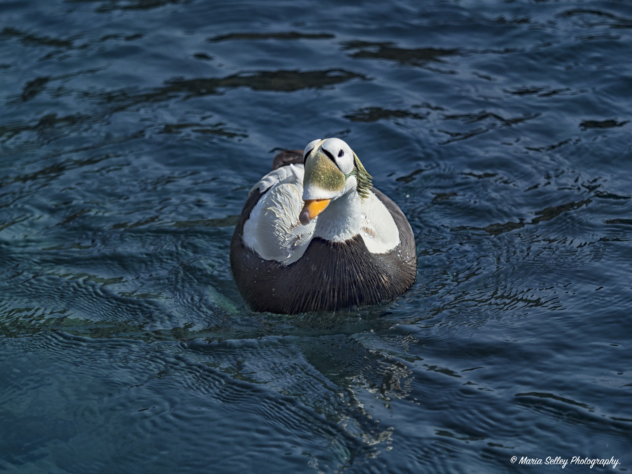 Olympus OM-D E-M1 Mark II + Olympus M.Zuiko Digital ED 40-150mm F2.8 Pro sample photo. Feathers photography
