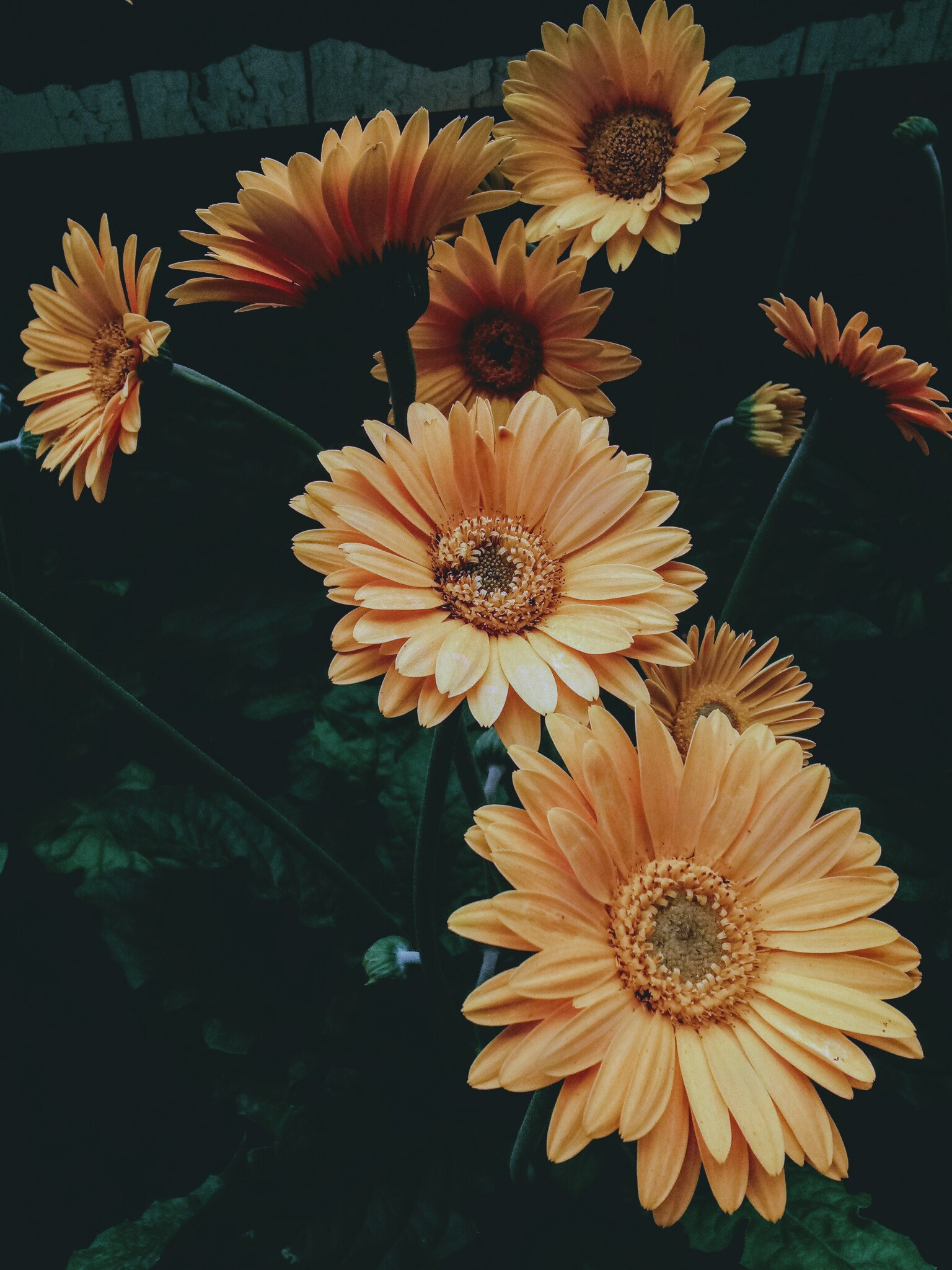 LG X POWER sample photo. Daisies photography
