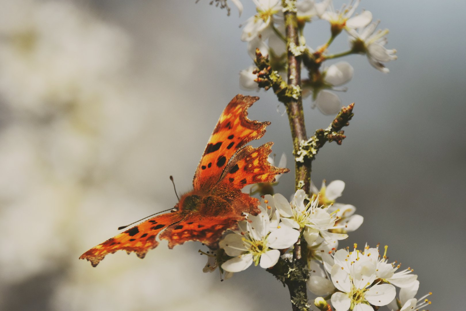 Sigma 150-600mm F5-6.3 DG OS HSM | C sample photo. Comma butterfly  photography