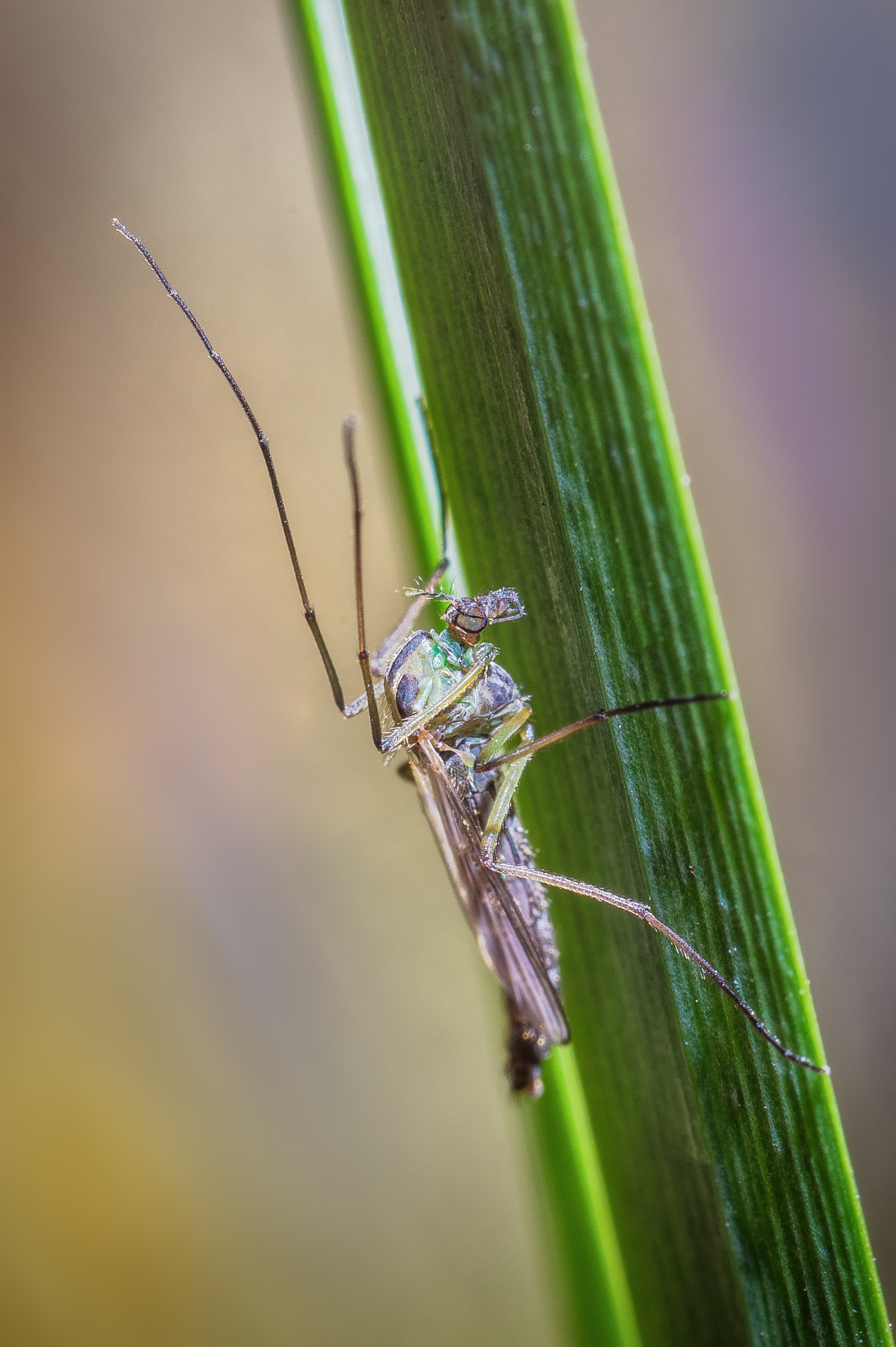 Pentax K-3 sample photo. Mosquito photography