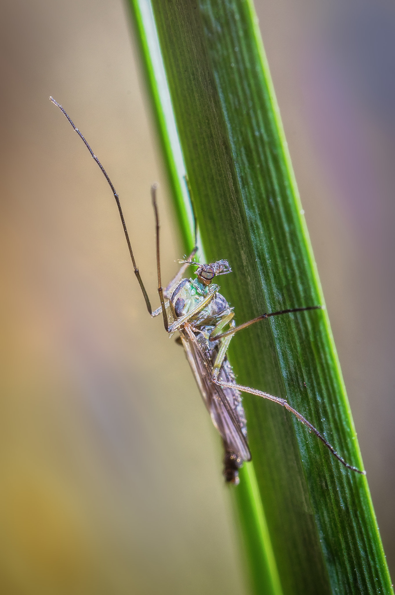 Pentax K-3 + Tamron SP AF 90mm F2.8 Di Macro sample photo. Mosquito photography