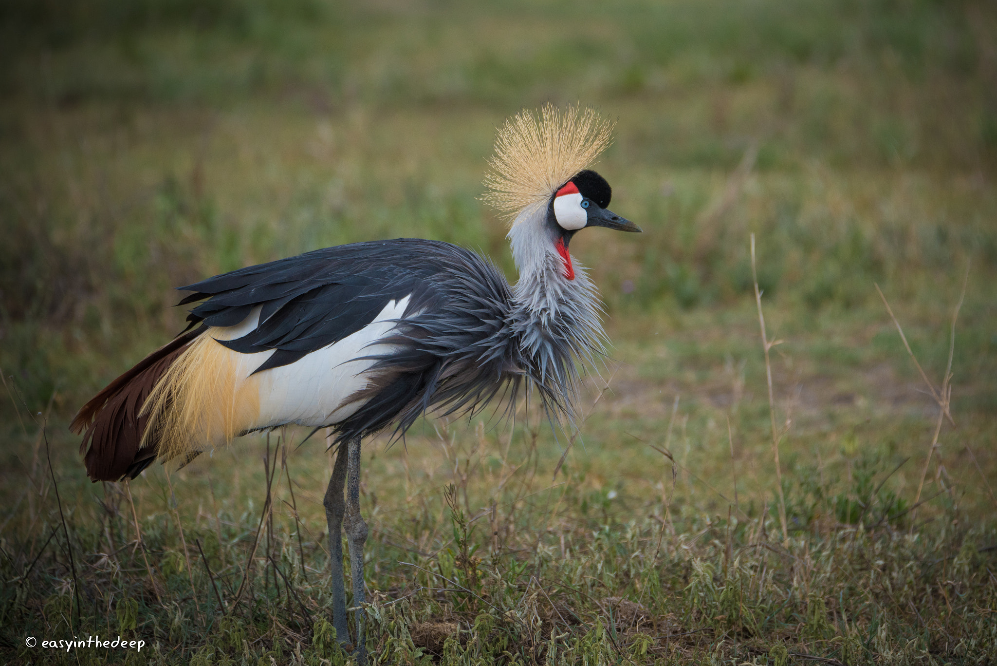 Nikon D750 sample photo. Ngorongoro crowned crane. photography