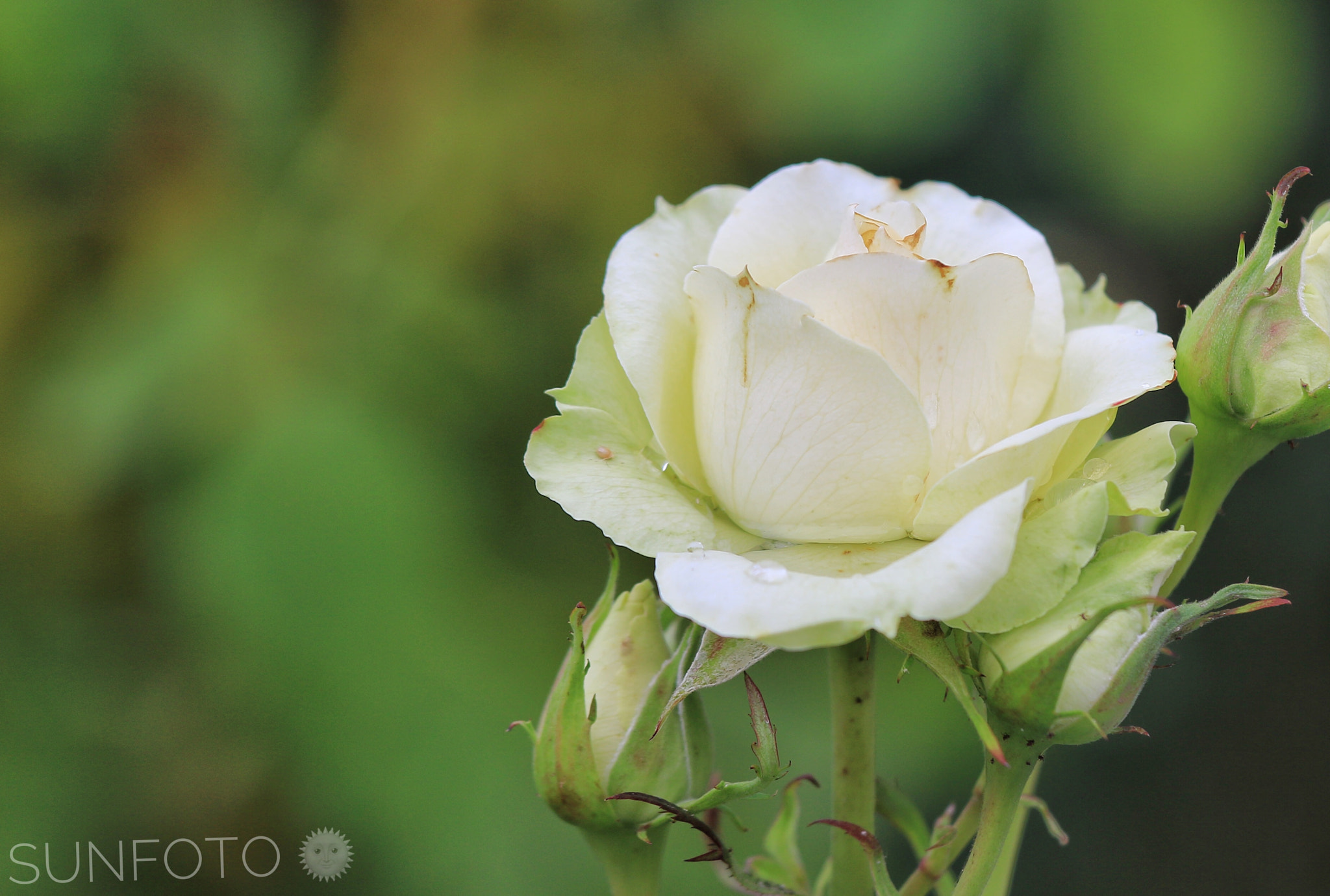 Canon EF 70-200mm F4L IS USM sample photo