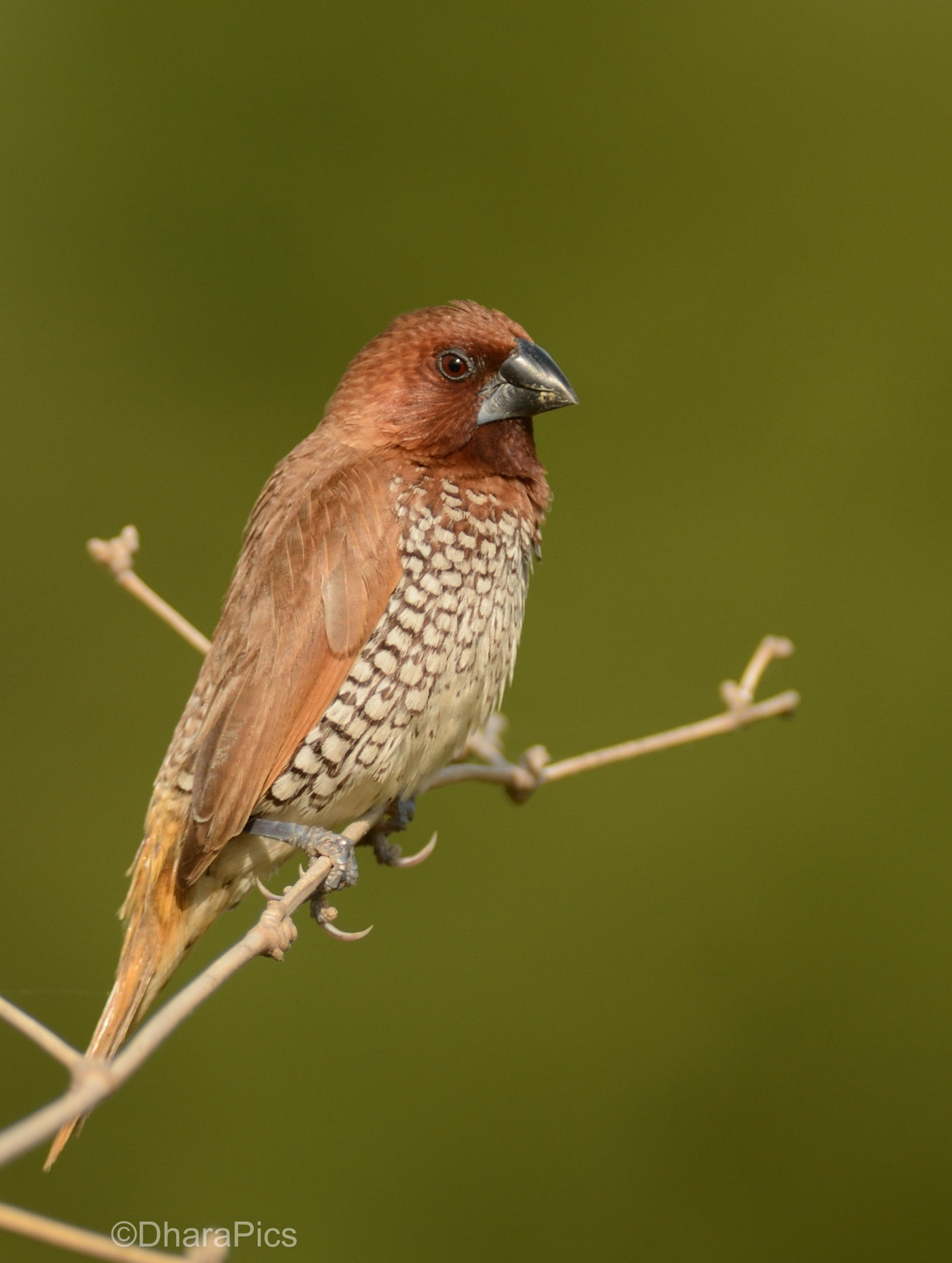 Nikon D7100 + Nikon AF-S Nikkor 300mm F4D ED-IF sample photo. Bird portrait photography