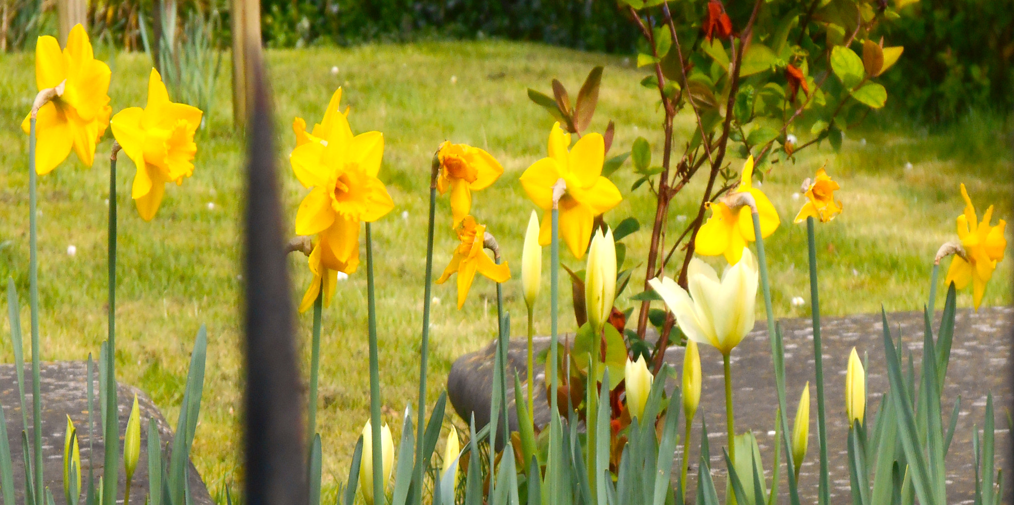 Nikon COOLPIX S3400 sample photo. Daffodils in churchyard and iron fence photography