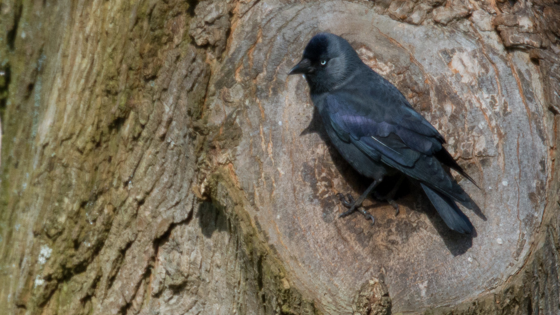 Tamron SP 70-200mm F2.8 Di VC USD sample photo. Jackdaw the city bird photography