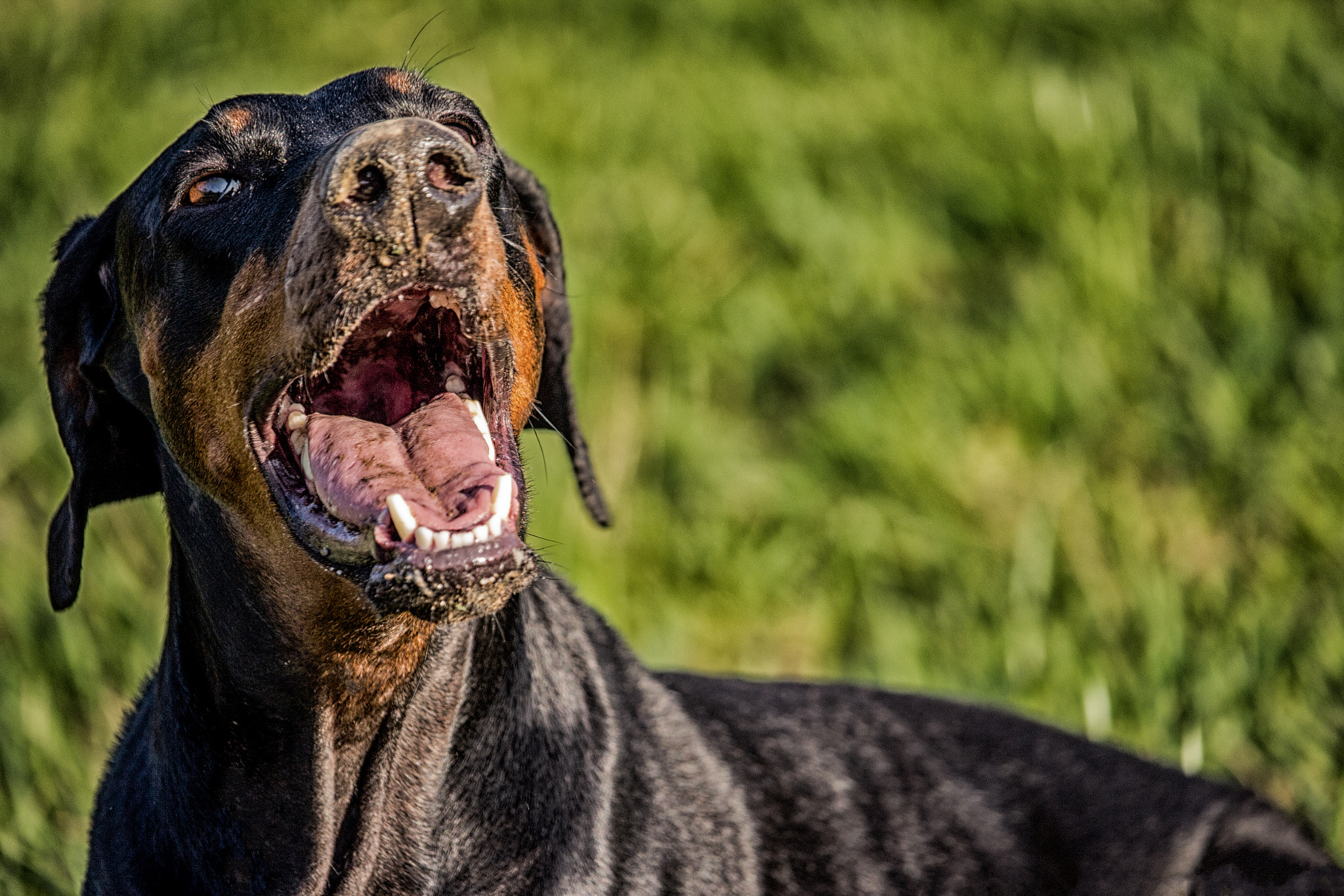 Canon EF-S 55-250mm F4-5.6 IS STM sample photo. Dobermann photography