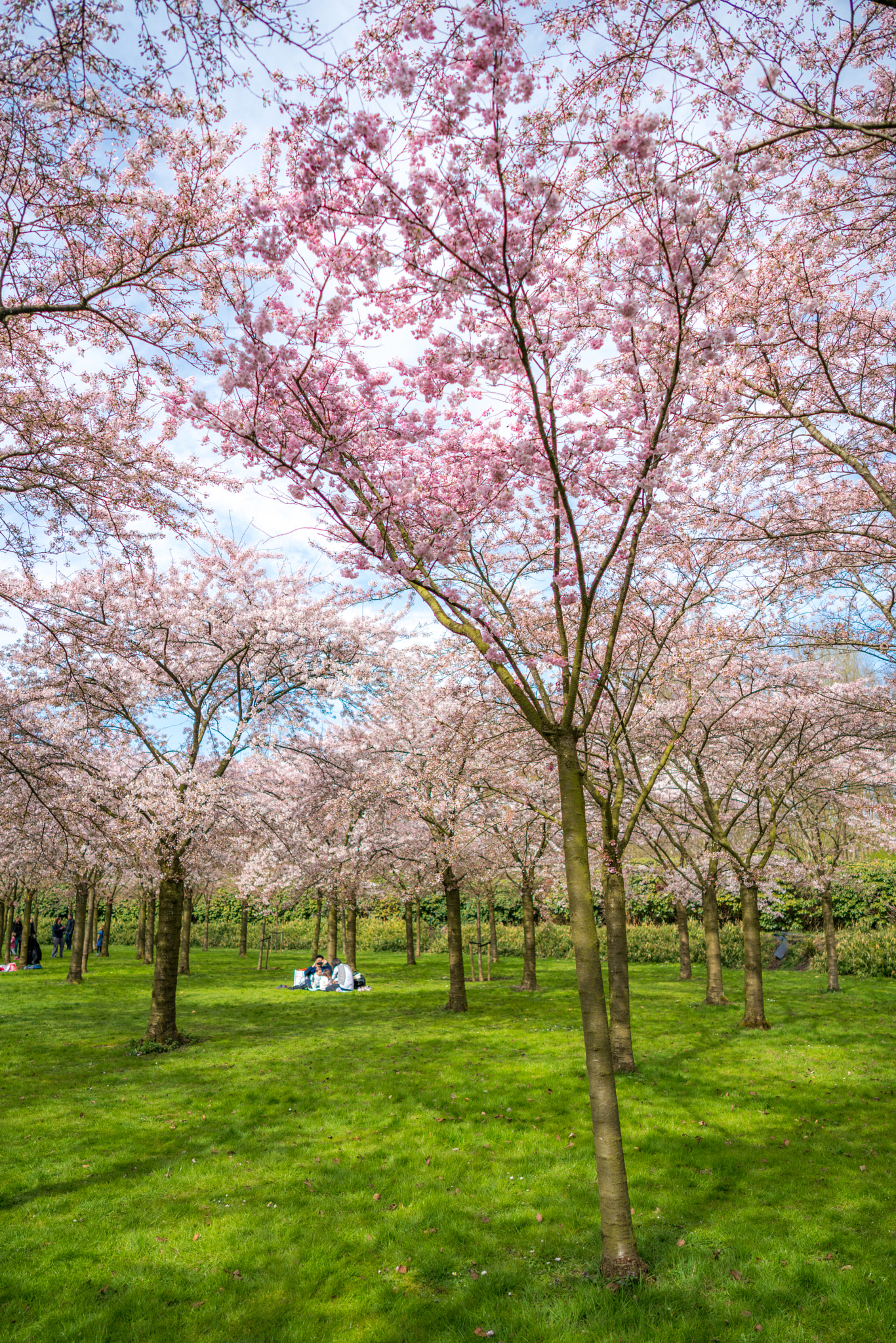 Sony a7R II sample photo. Japanese spring in amsterdam photography
