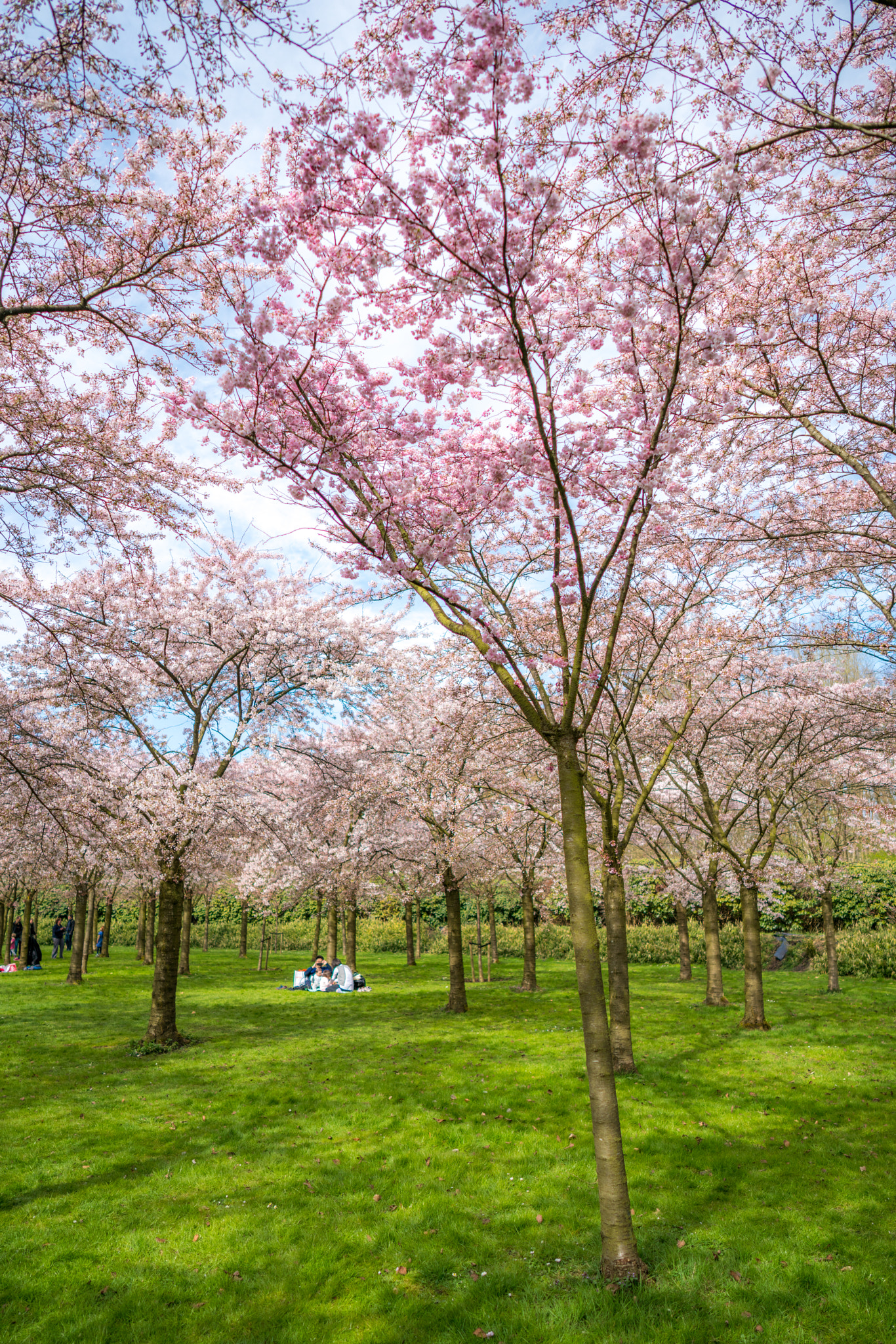 Sony a7R II + ZEISS Batis 25mm F2 sample photo. Japanese spring in amsterdam photography