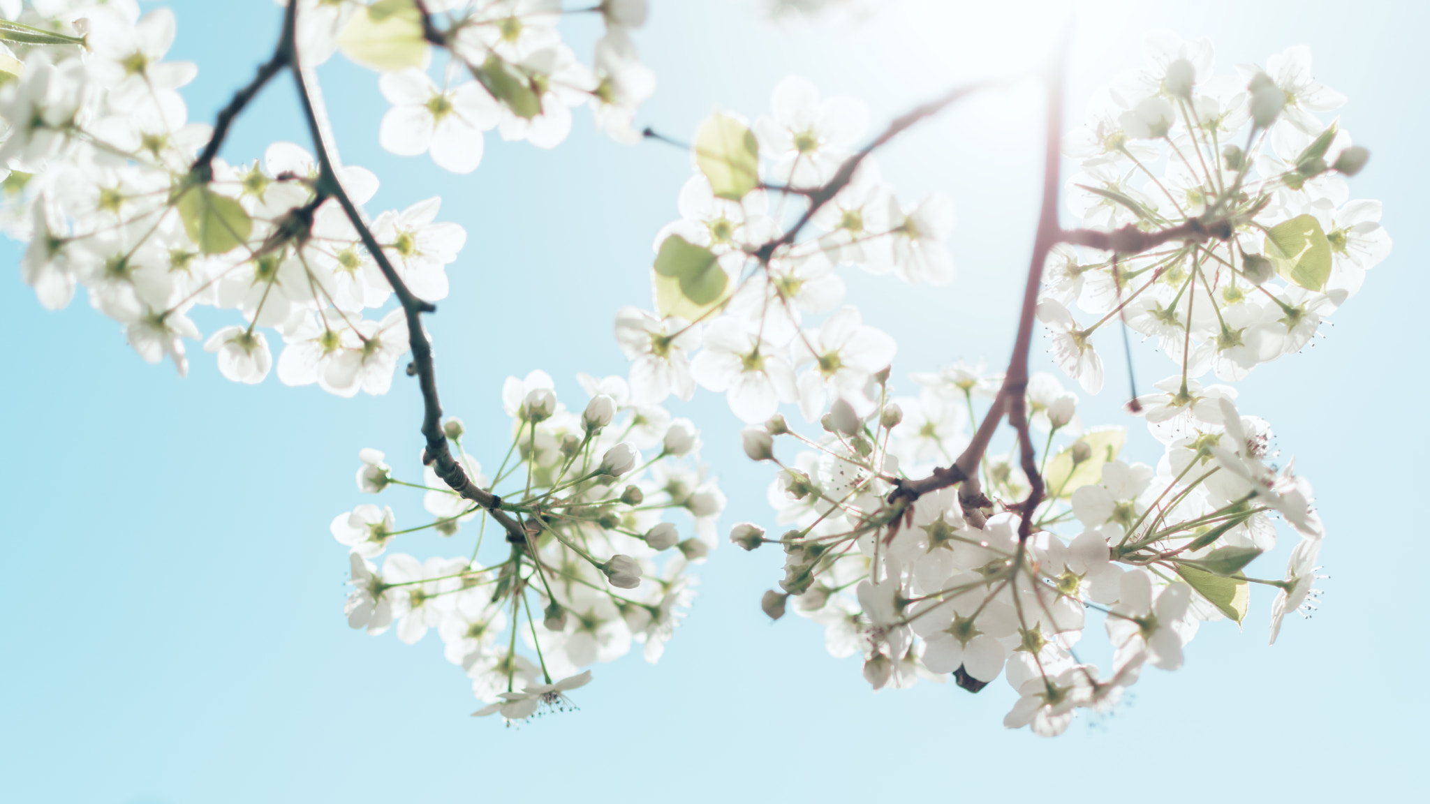 Nikon D5500 + Nikon AF-S DX Nikkor 35mm F1.8G sample photo. Spring photography