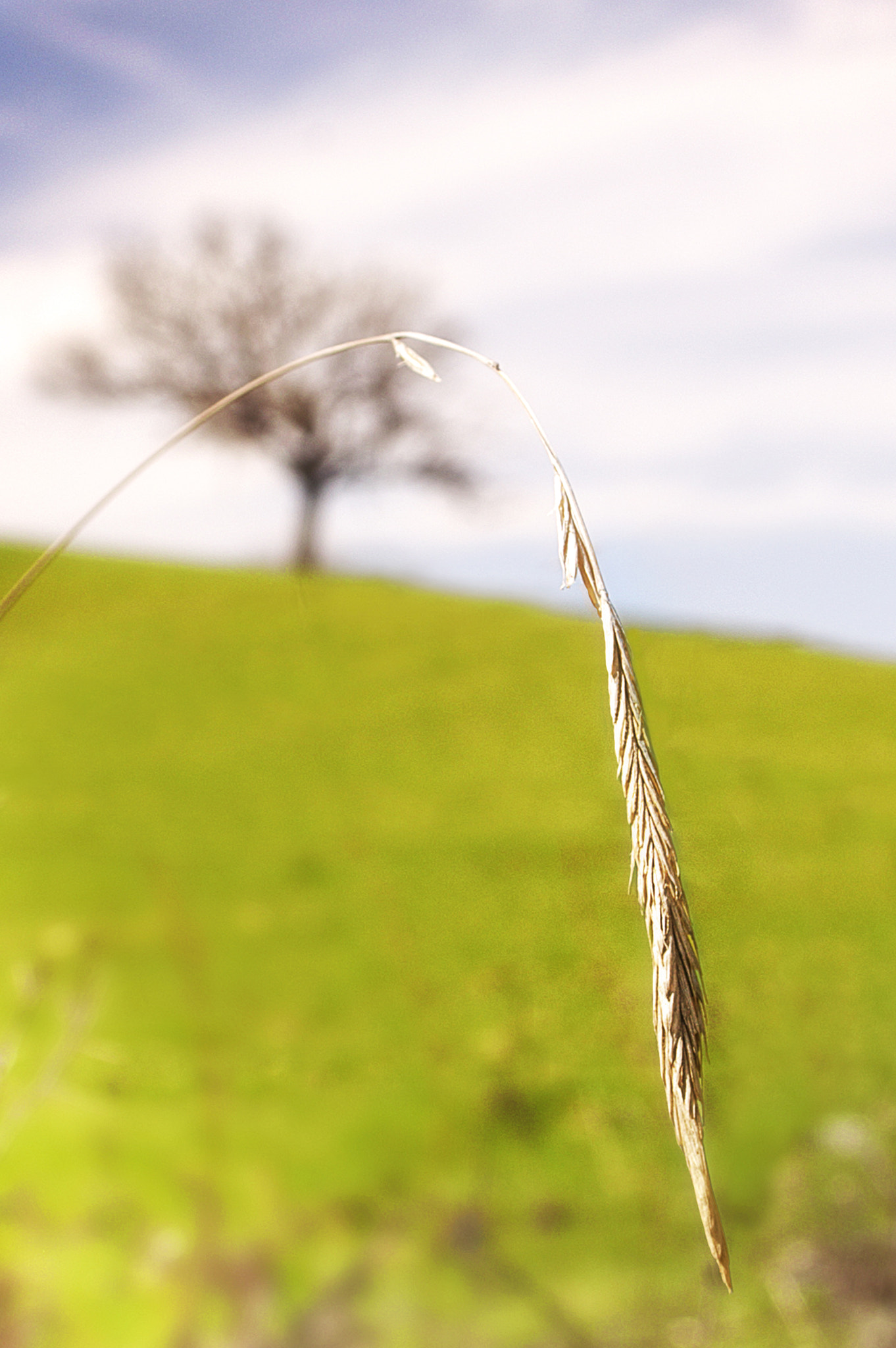 KONICA MINOLTA DYNAX 7D sample photo. Grass ear... photography