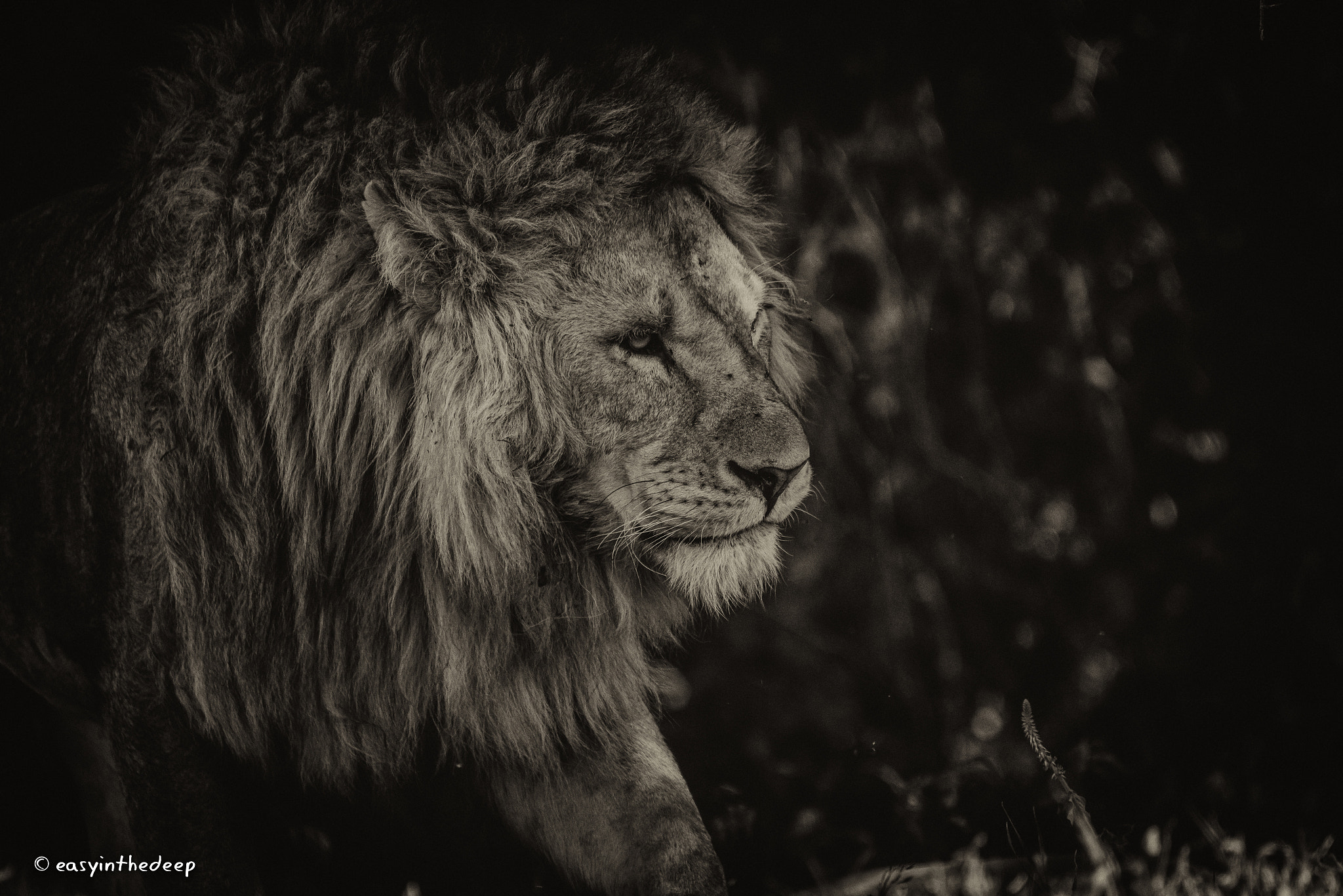 Nikon D750 sample photo. On the prowl in ngorongoro. photography