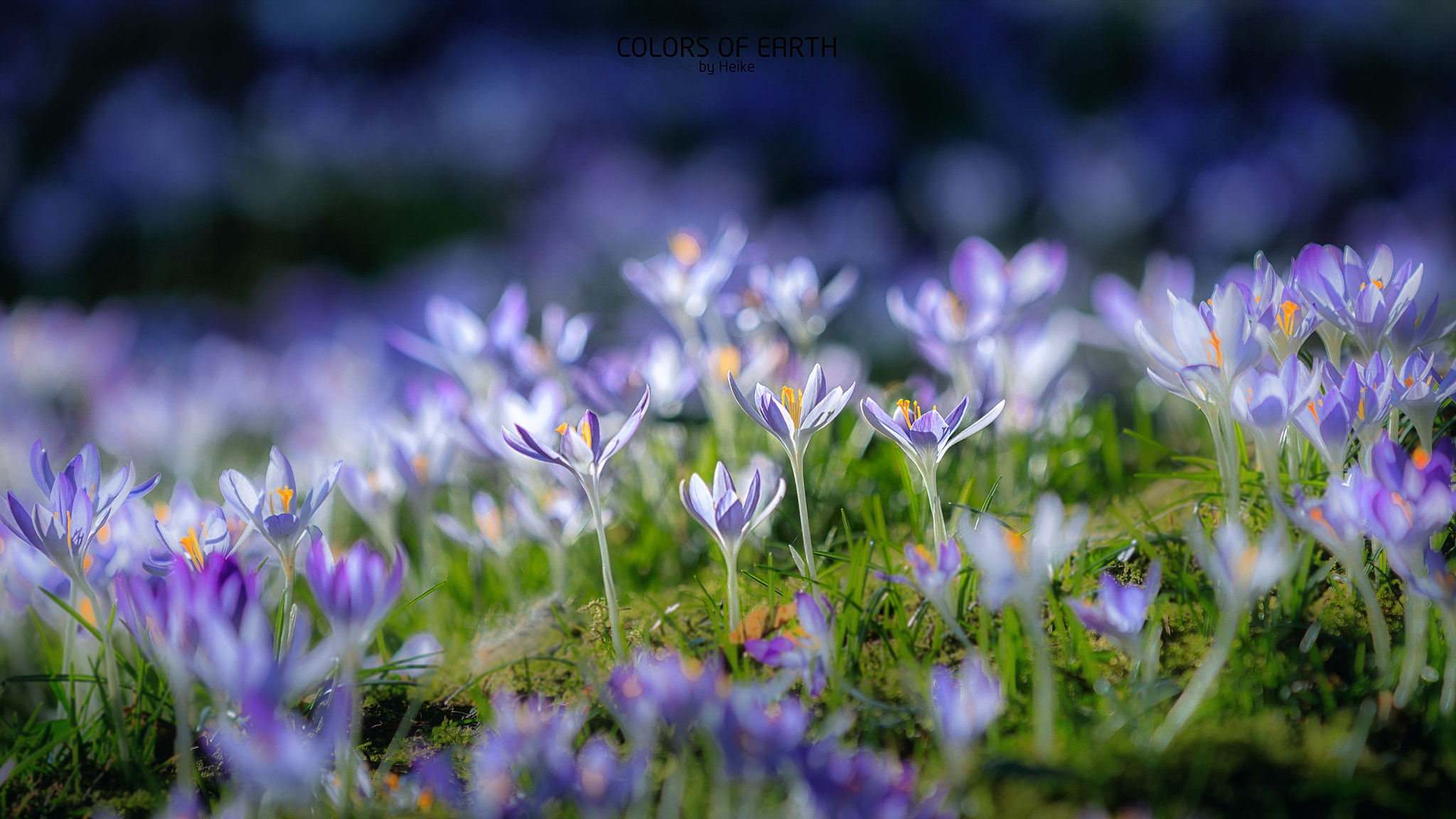 Canon EF 70-200mm F2.8L IS II USM sample photo. Awakening photography