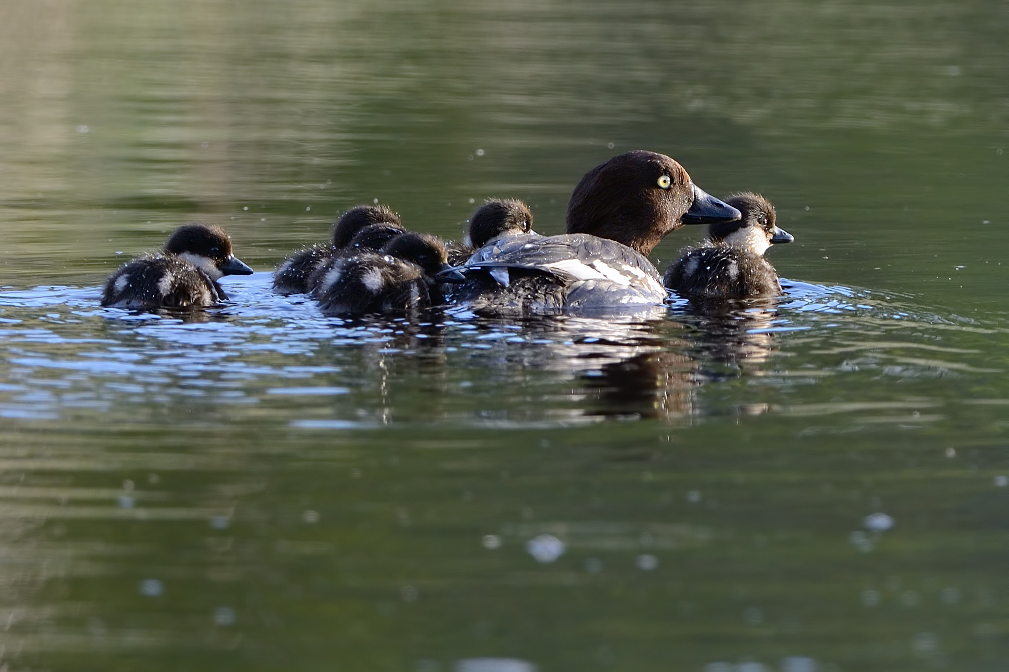 Nikon AF-S Nikkor 500mm F4G ED VR sample photo. Common goldeneye photography