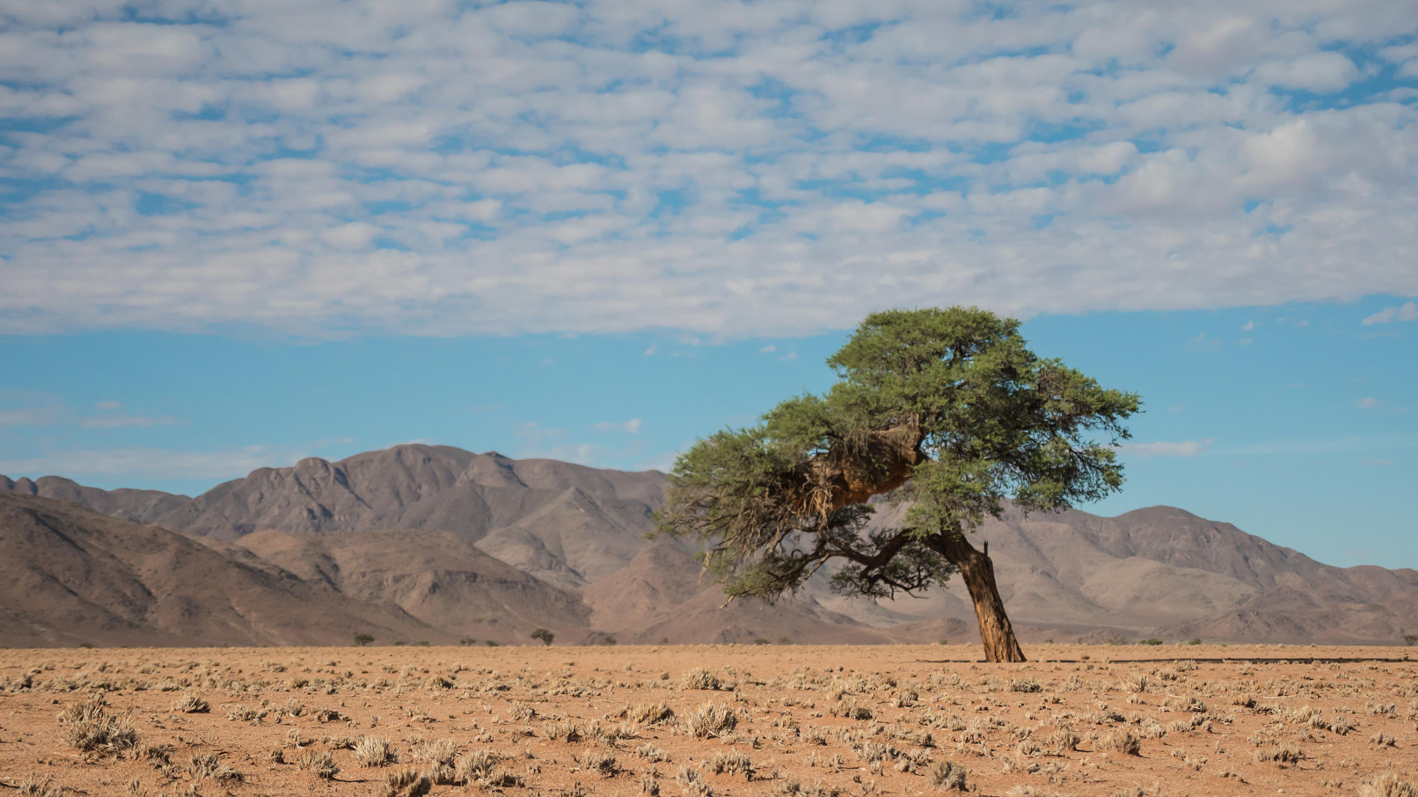 Panasonic Lumix DMC-GH4 sample photo. Tree photography