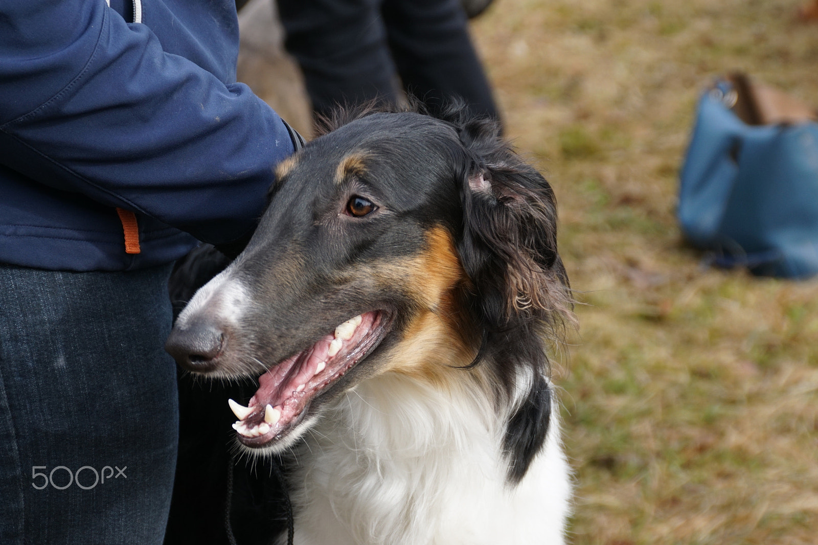 Sony DT 18-200mm F3.5-6.3 sample photo. Russian gryhound photography