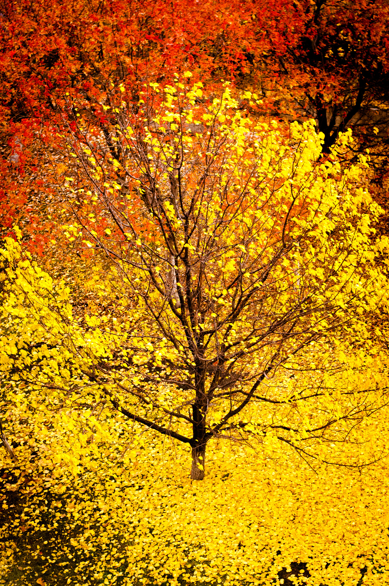 Nikon D300 + Nikon AF-S Nikkor 50mm F1.8G sample photo. Autumn trees photography