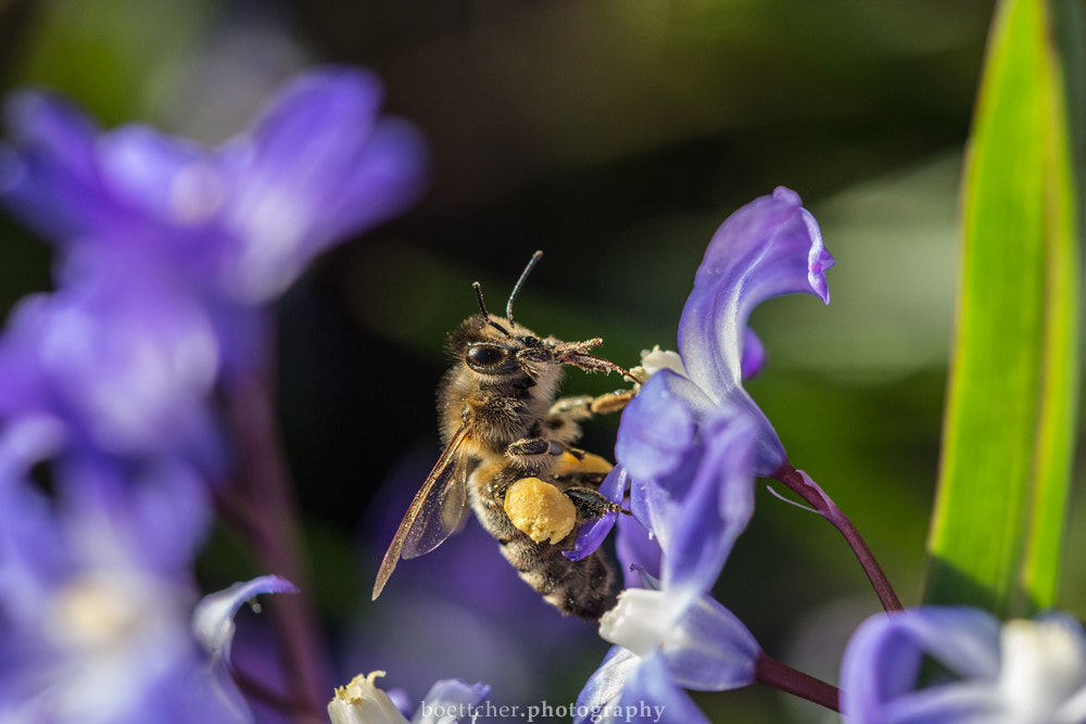 Sigma APO Macro 150mm f/2.8 EX DG HSM sample photo. March bee photography
