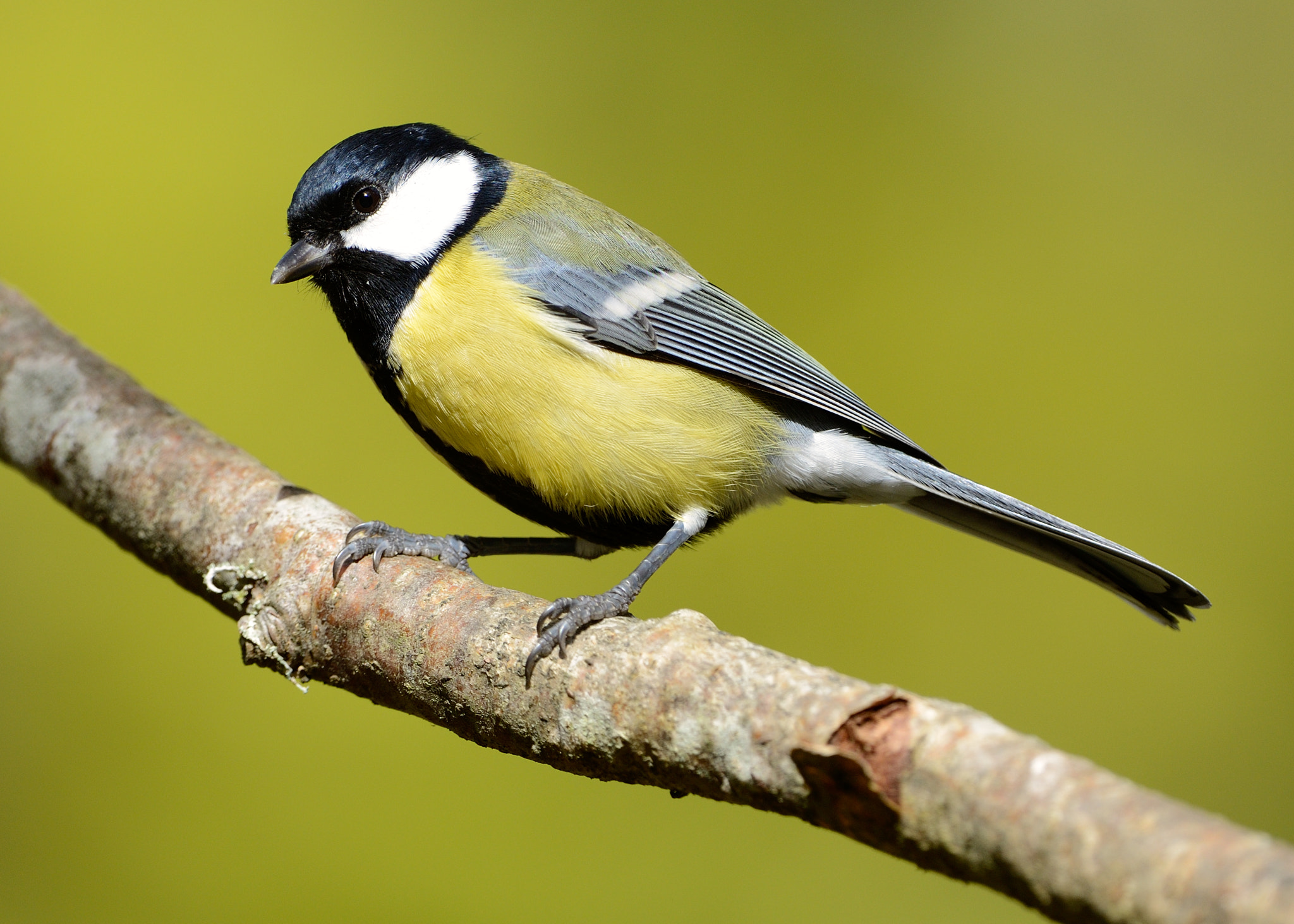 Nikon D800E + Nikon AF-S Nikkor 500mm F4G ED VR sample photo. Great tit photography