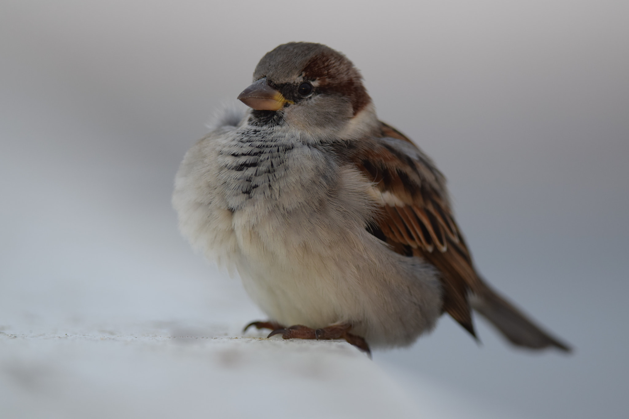 Nikon D5300 + Nikon AF-S Nikkor 300mm F4D ED-IF sample photo. House sparrow. photography