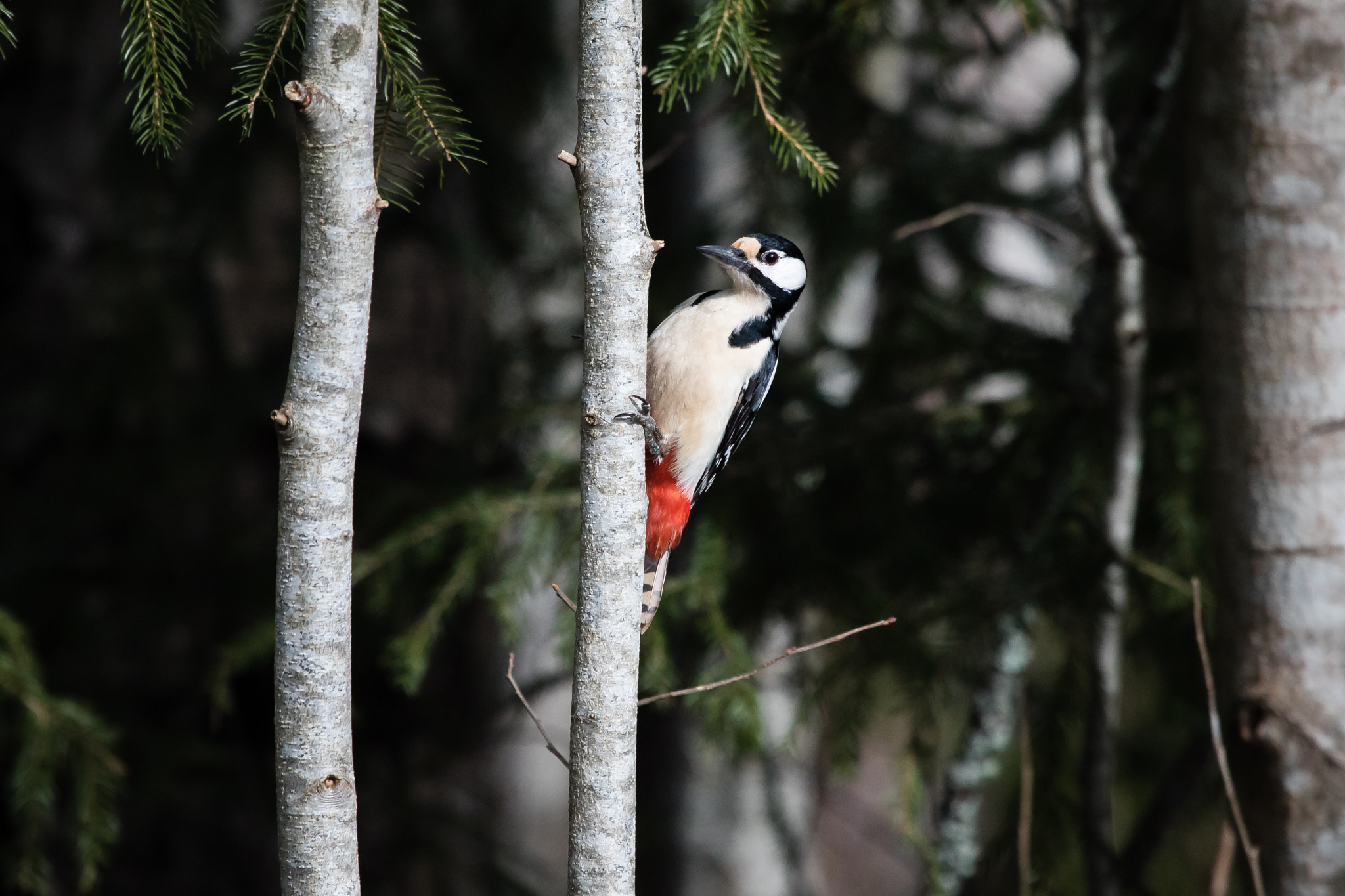 Canon EOS 5D Mark IV + Canon EF 100-400mm F4.5-5.6L IS USM sample photo. Hackspett photography