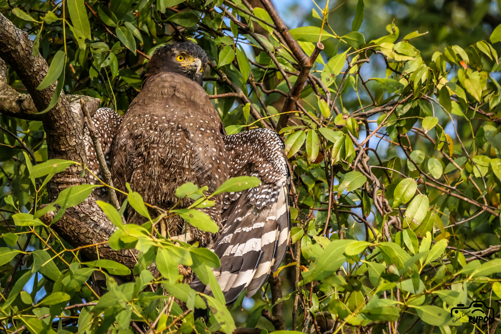 Canon EF 70-200mm F2.8L IS II USM sample photo. Crested serpent eagle photography