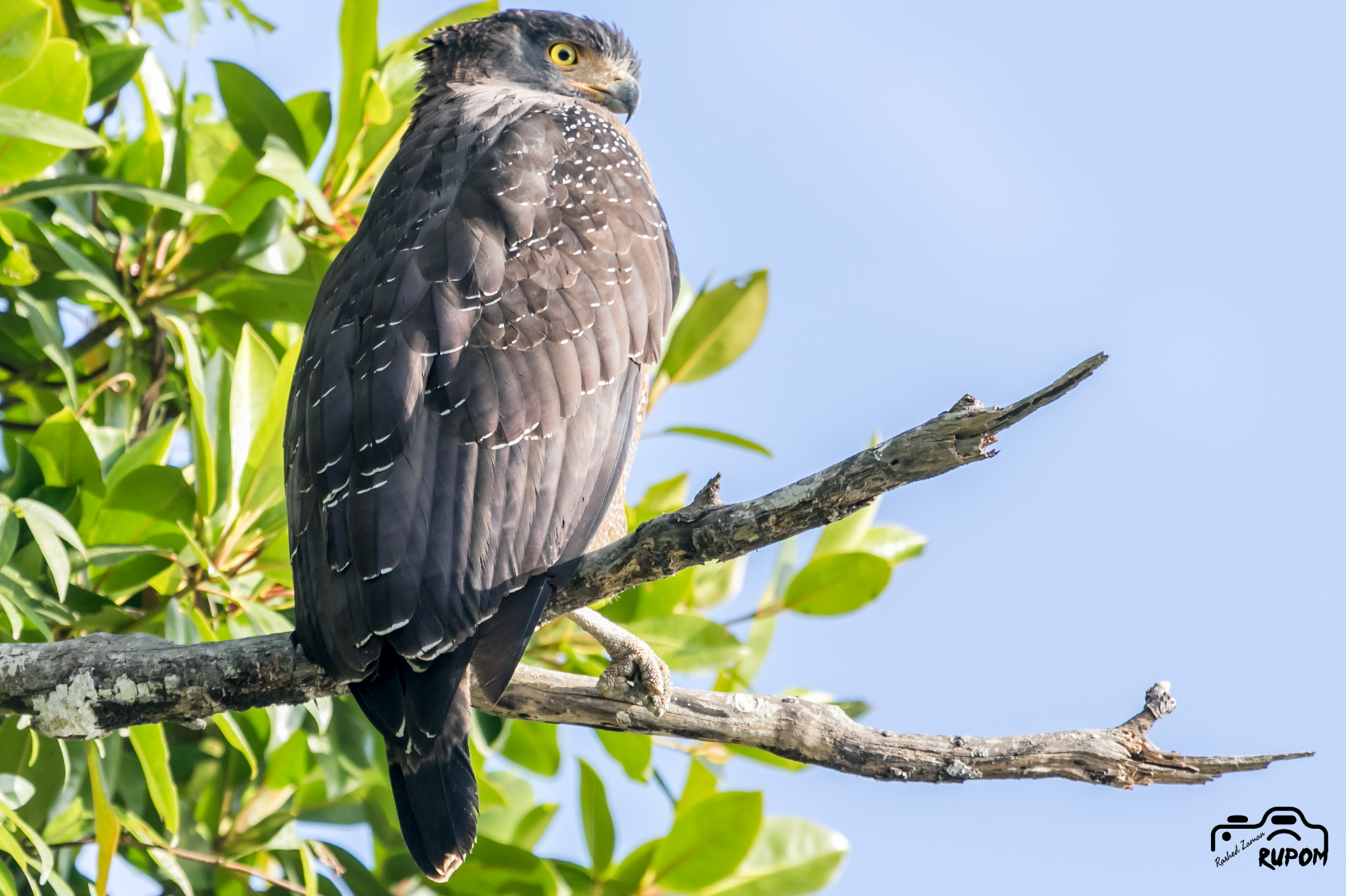 Canon EOS 7D Mark II + Canon EF 100-400mm F4.5-5.6L IS USM sample photo. Crested serpent eagle photography