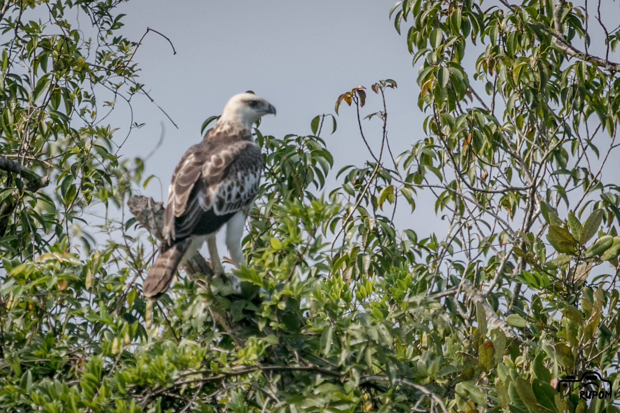 Canon EOS 7D Mark II + Canon EF 100-400mm F4.5-5.6L IS USM sample photo. Changeable hawk eagle photography