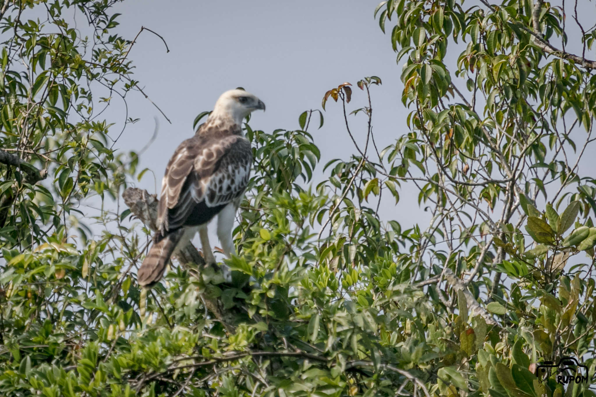 Canon EOS 7D Mark II sample photo. Changeable hawk eagle photography