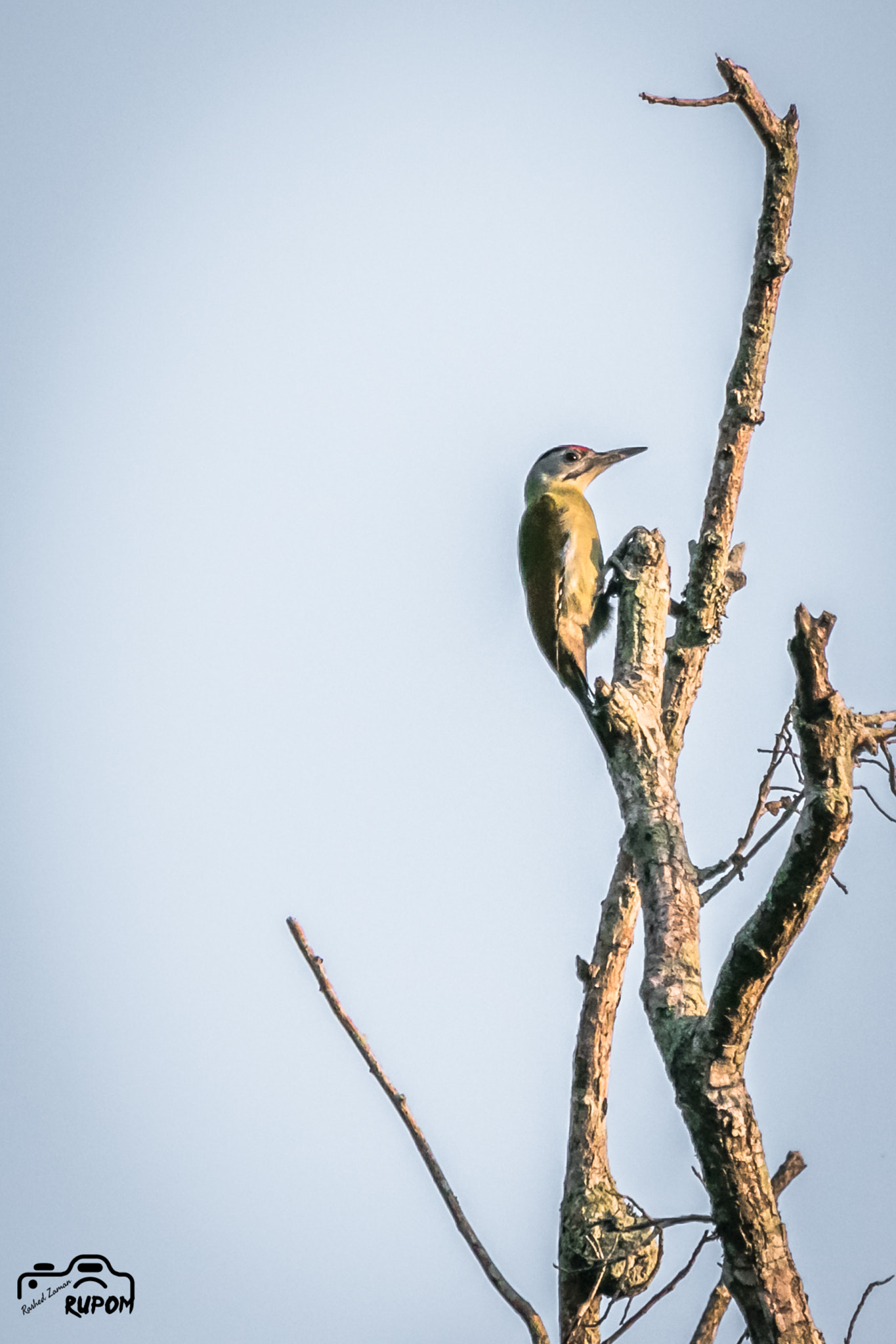 Canon EOS 7D Mark II + Canon EF 100-400mm F4.5-5.6L IS USM sample photo. Grey headed woodpecker photography