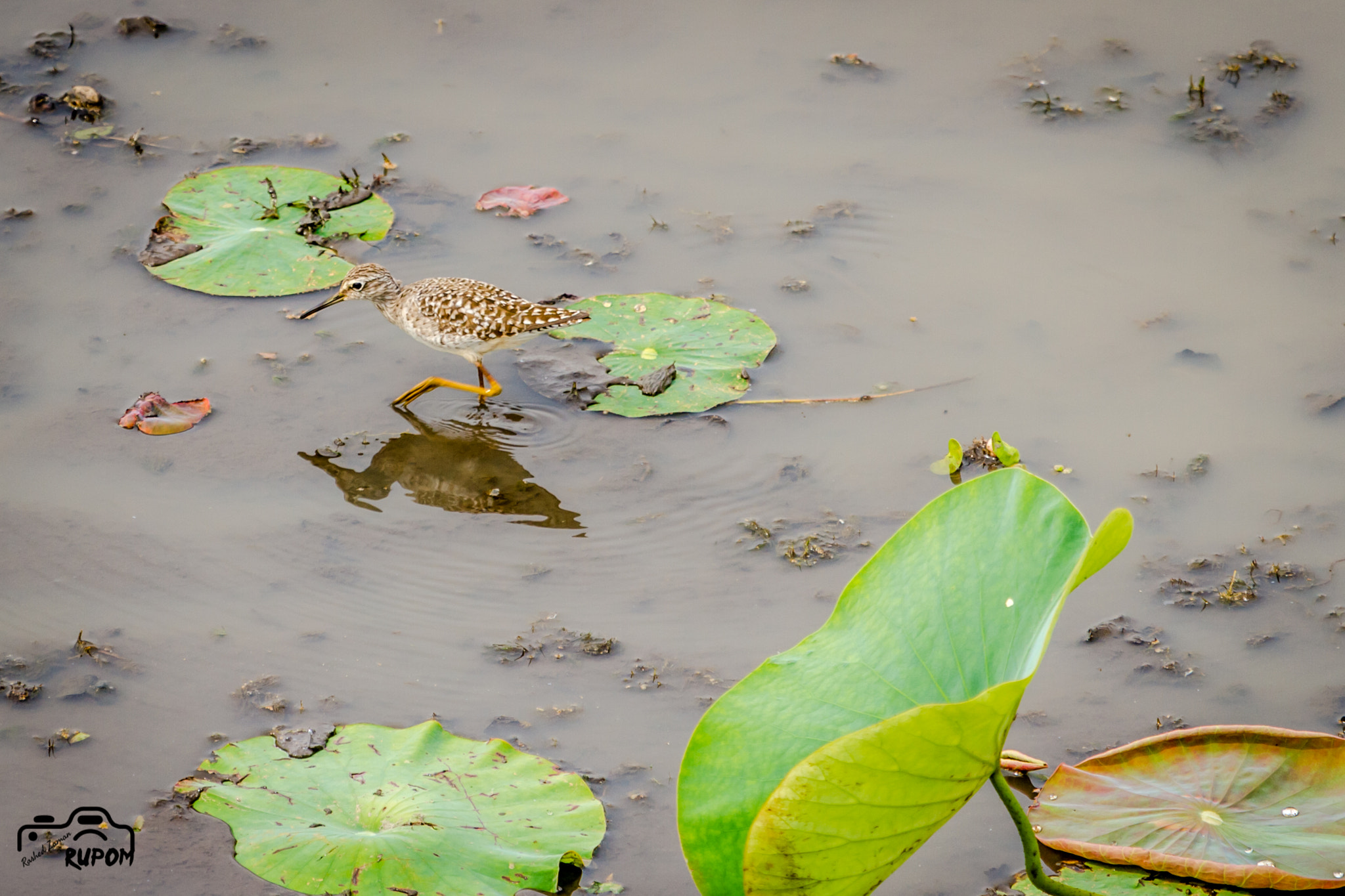 Canon EF 100-400mm F4.5-5.6L IS USM sample photo. Wood sandpiper photography